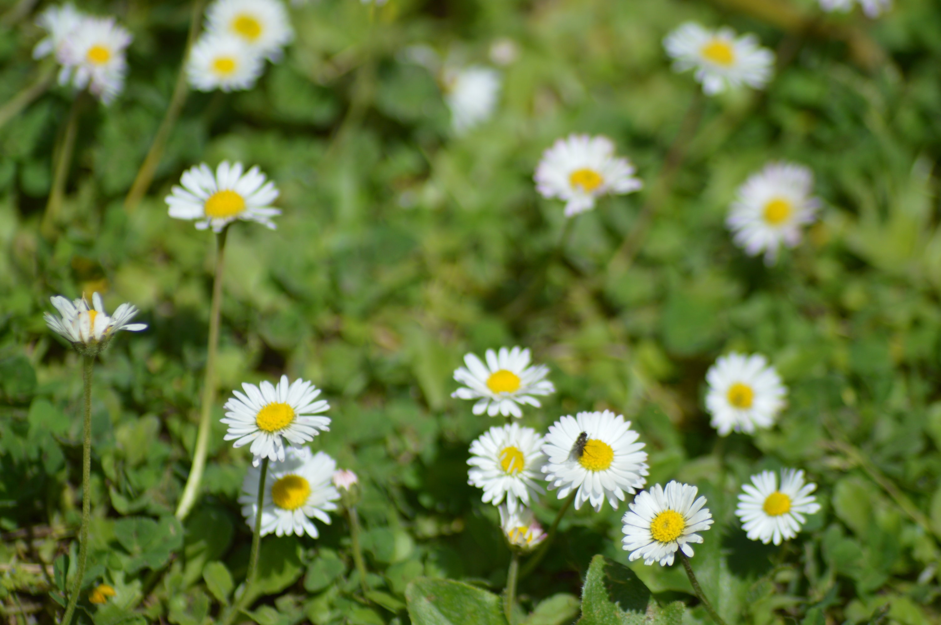 pâquerette vivace (Bellis perennis).jpg