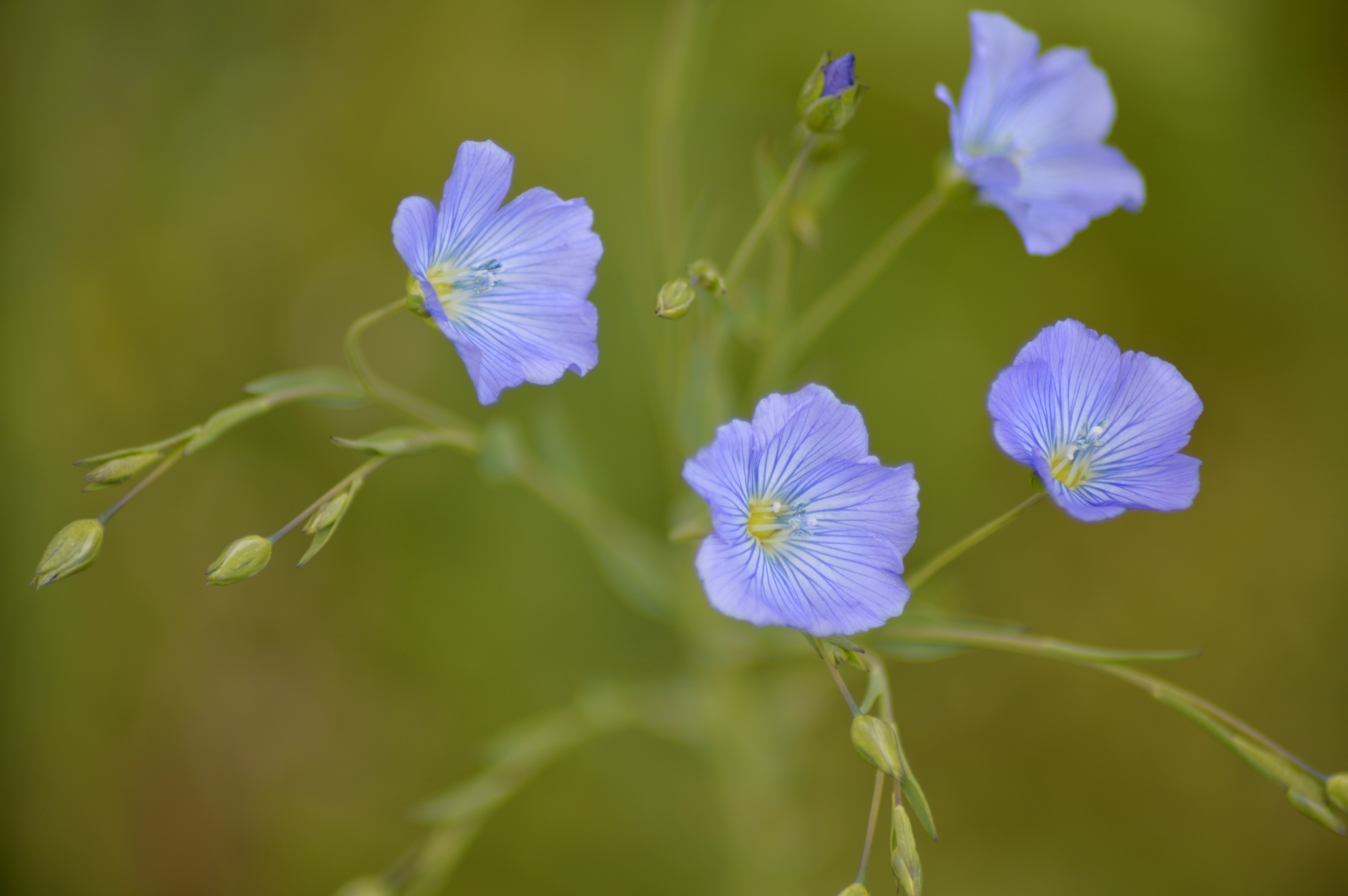 Lin cultivé (linum usitatissimum).jpg