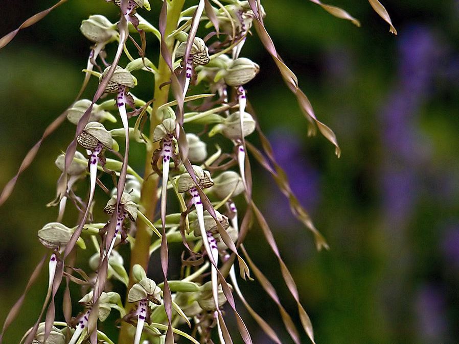 Orchis bouc.JPG