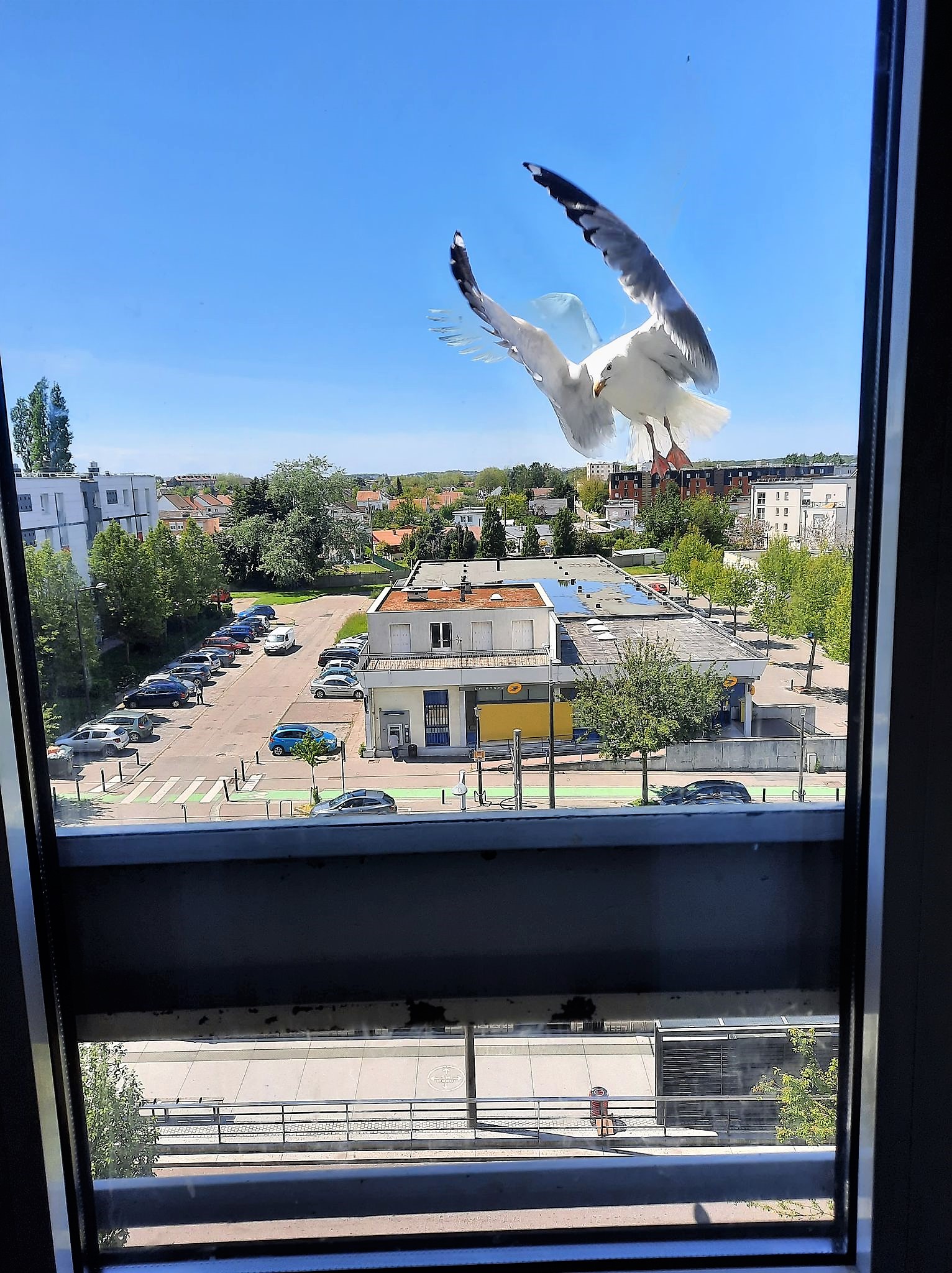 Goeland argenté(Larus argentatus) 76 le Havre (2).jpg