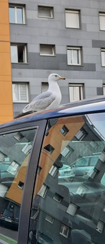 goeland argenté 76-3.jpg