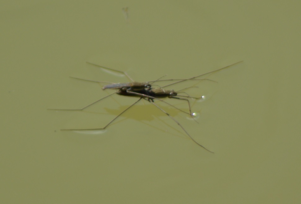 (gerris lacustris) Femelle portant le male durant l'acouplement.jpg