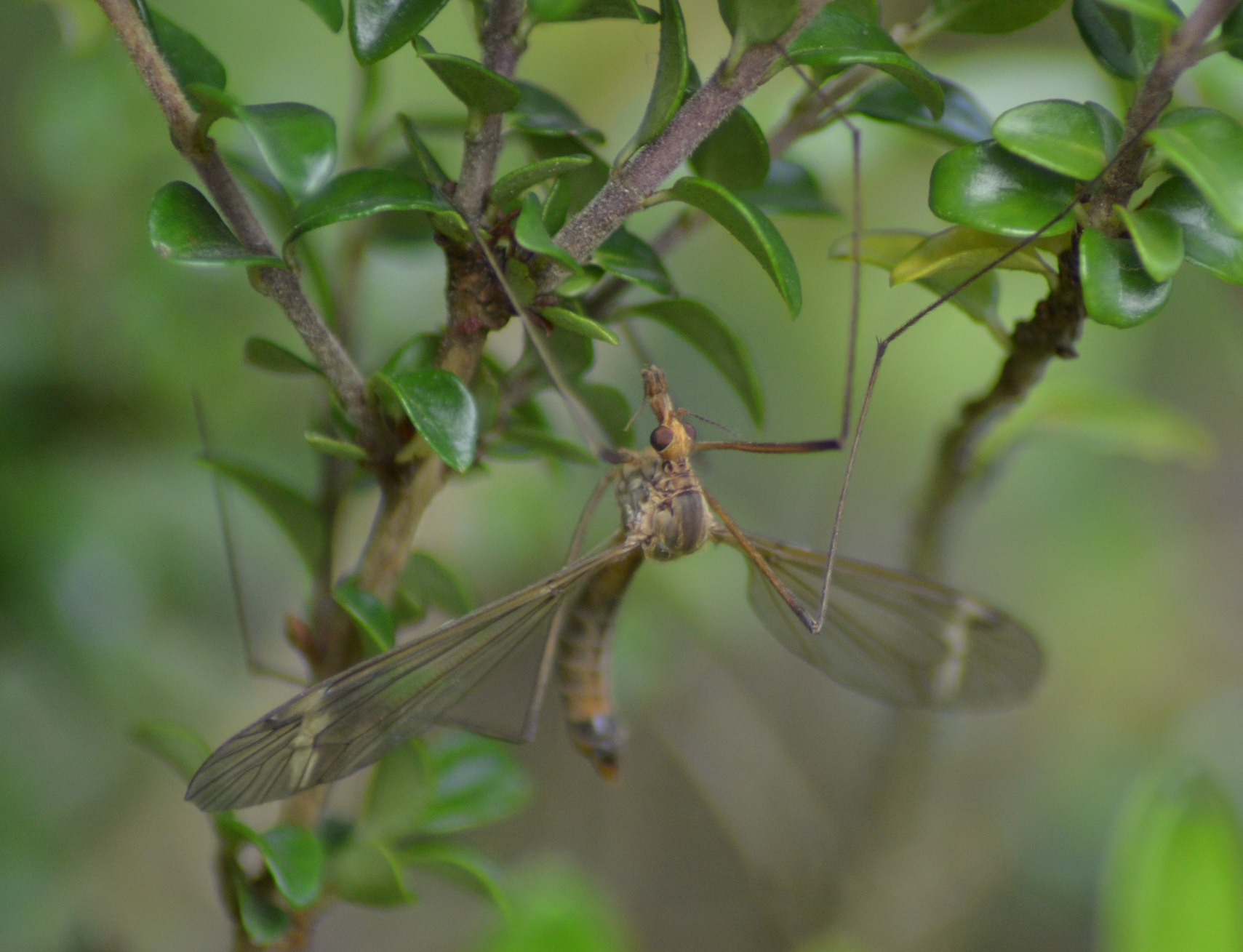 La Tipule (Tipula vernalis).jpg