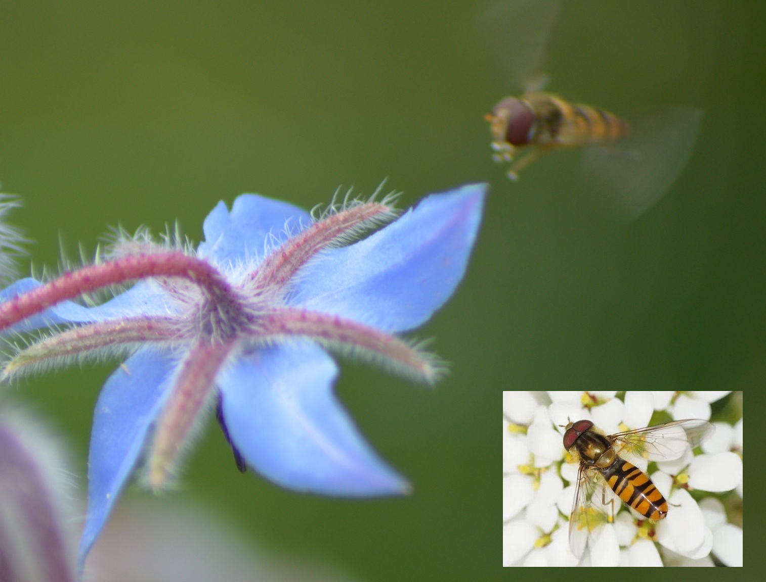 Un syrphe (Episyrphus balteatus) en approche d'une fleure de Bourrache.jpg