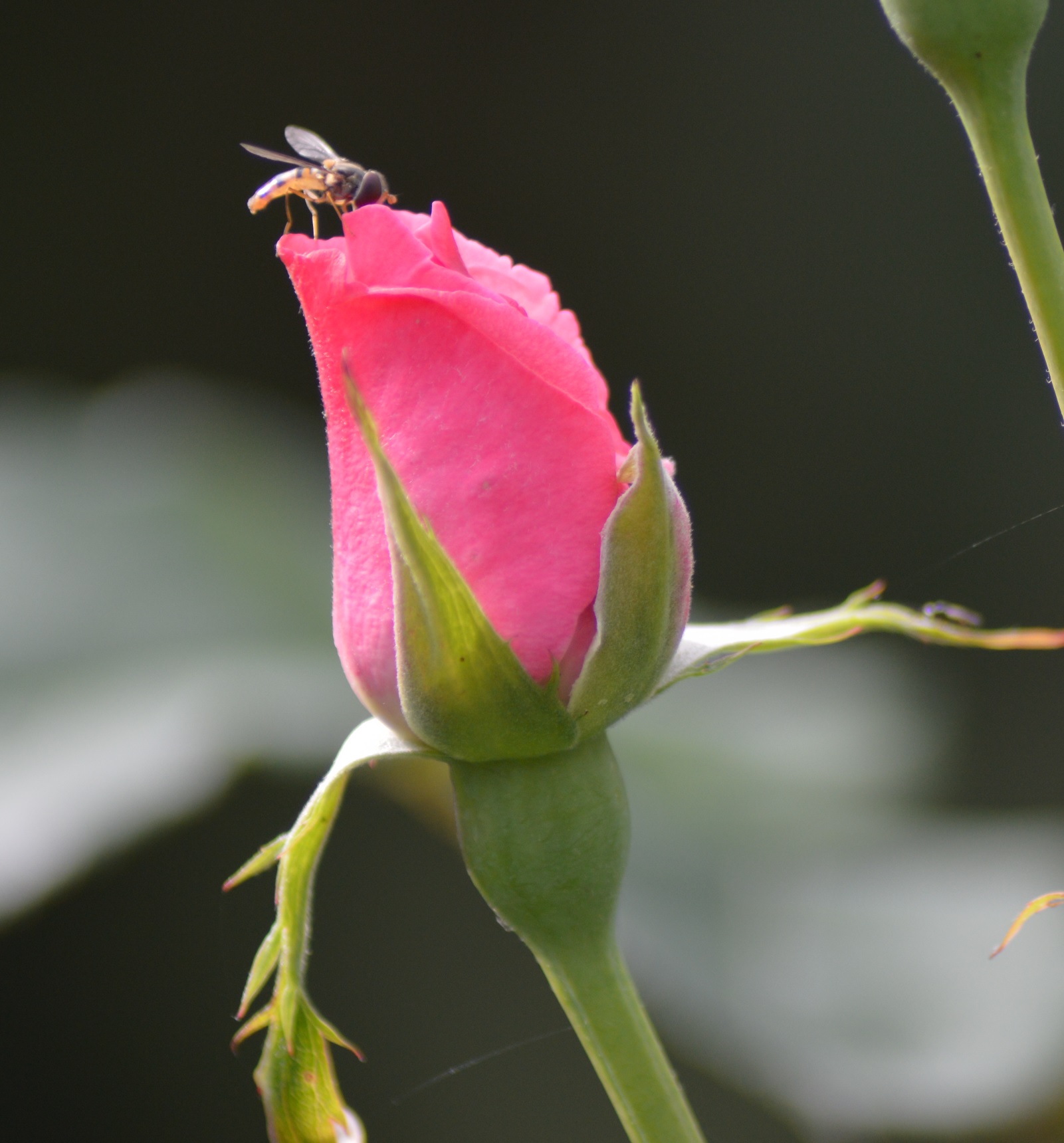 Le Syrphe et la rose.jpg