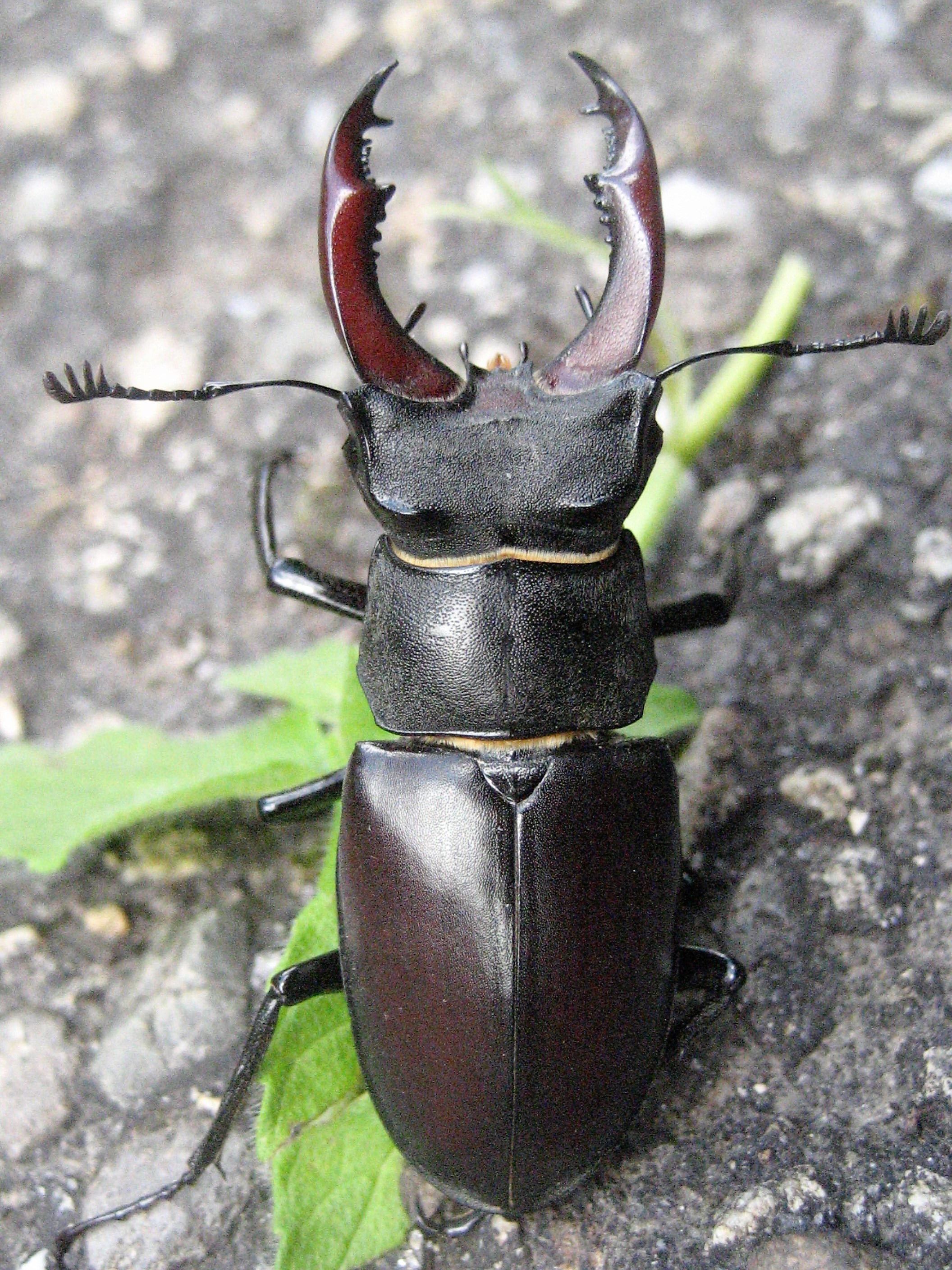 lucane cerf volant male 03(2).JPG