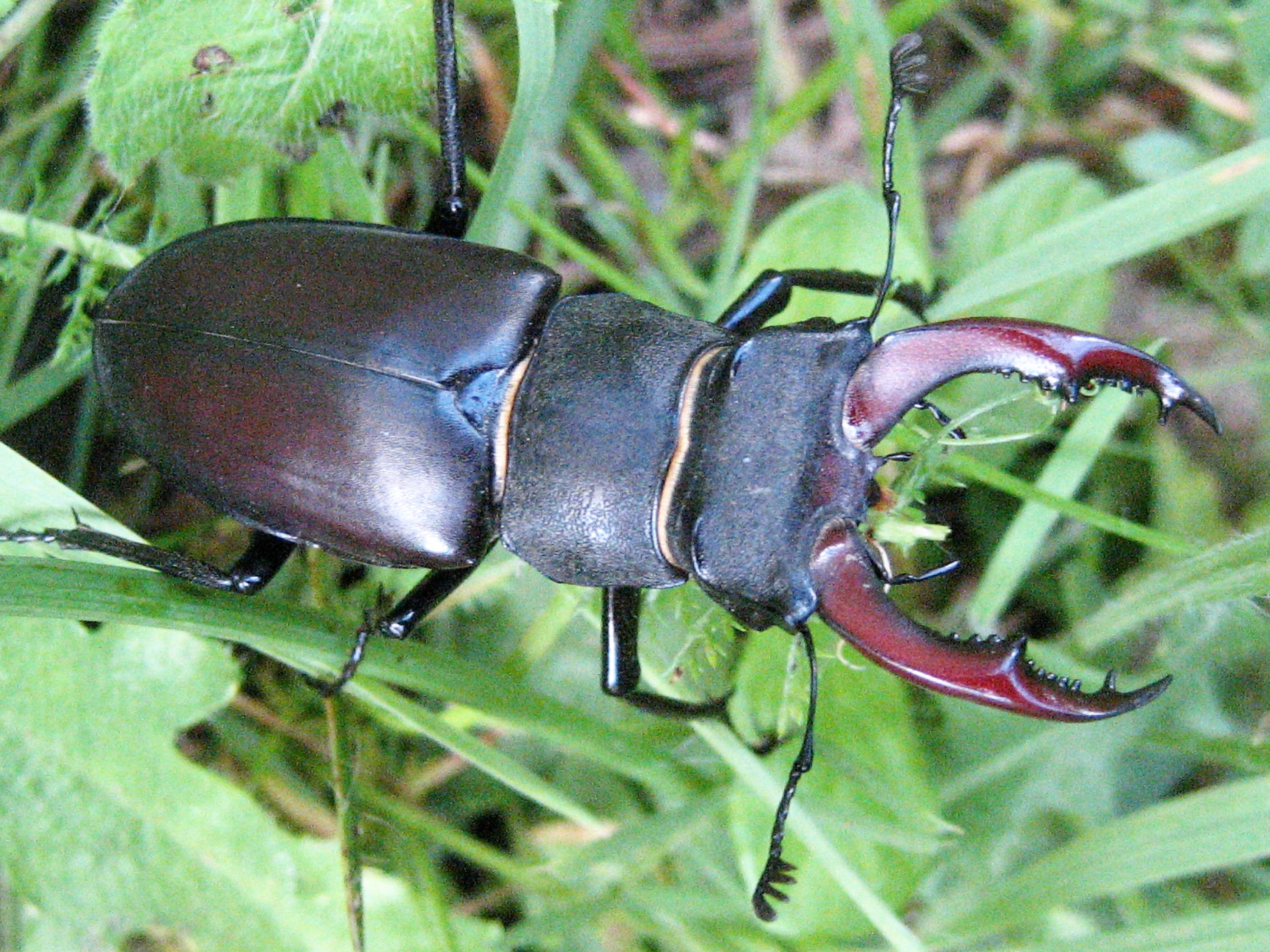 lucane cerf volant male (2).JPG