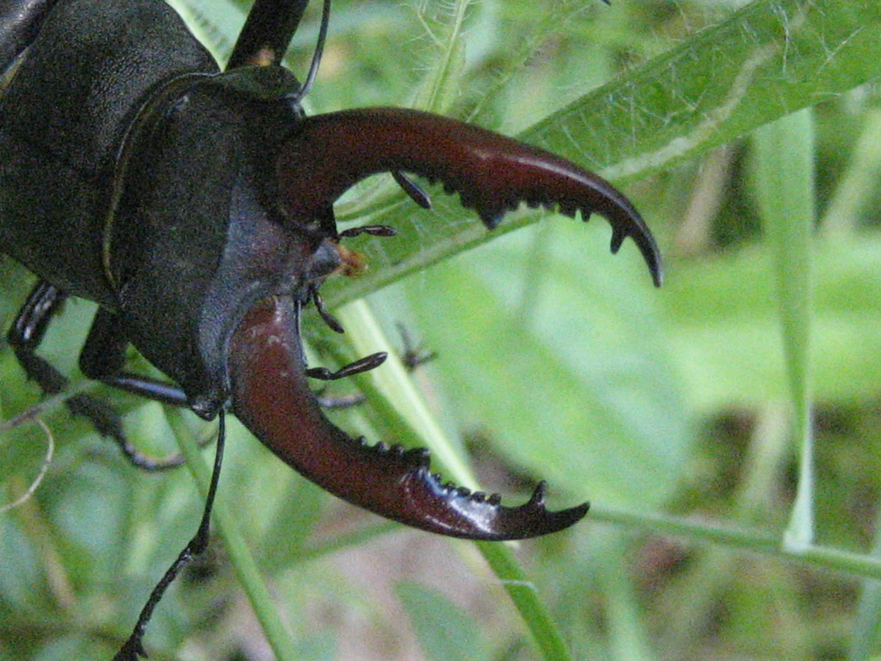 lucane cerf volant male 2.JPG