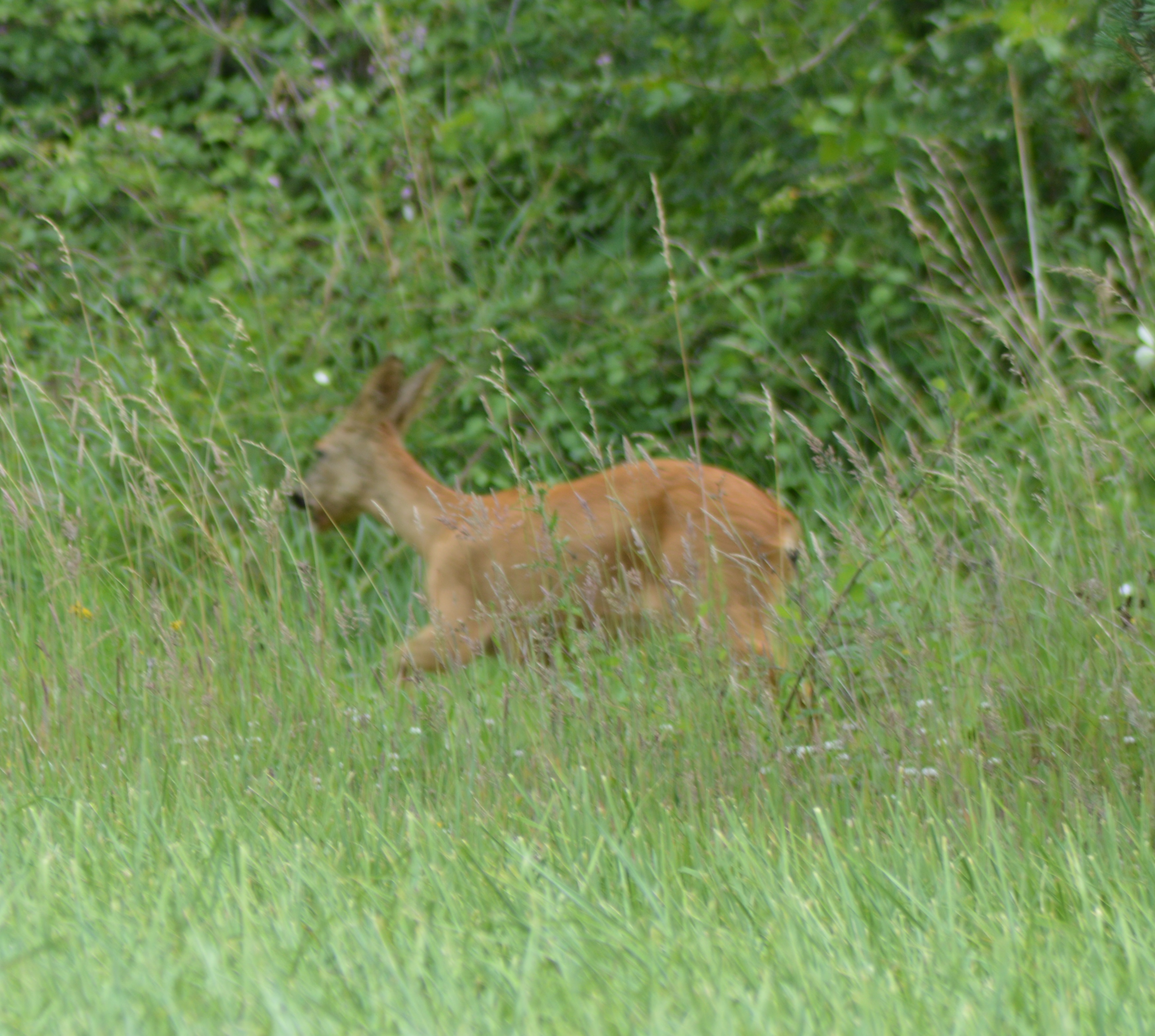 Cheuvrette chemin de la Baronerie 1.JPG