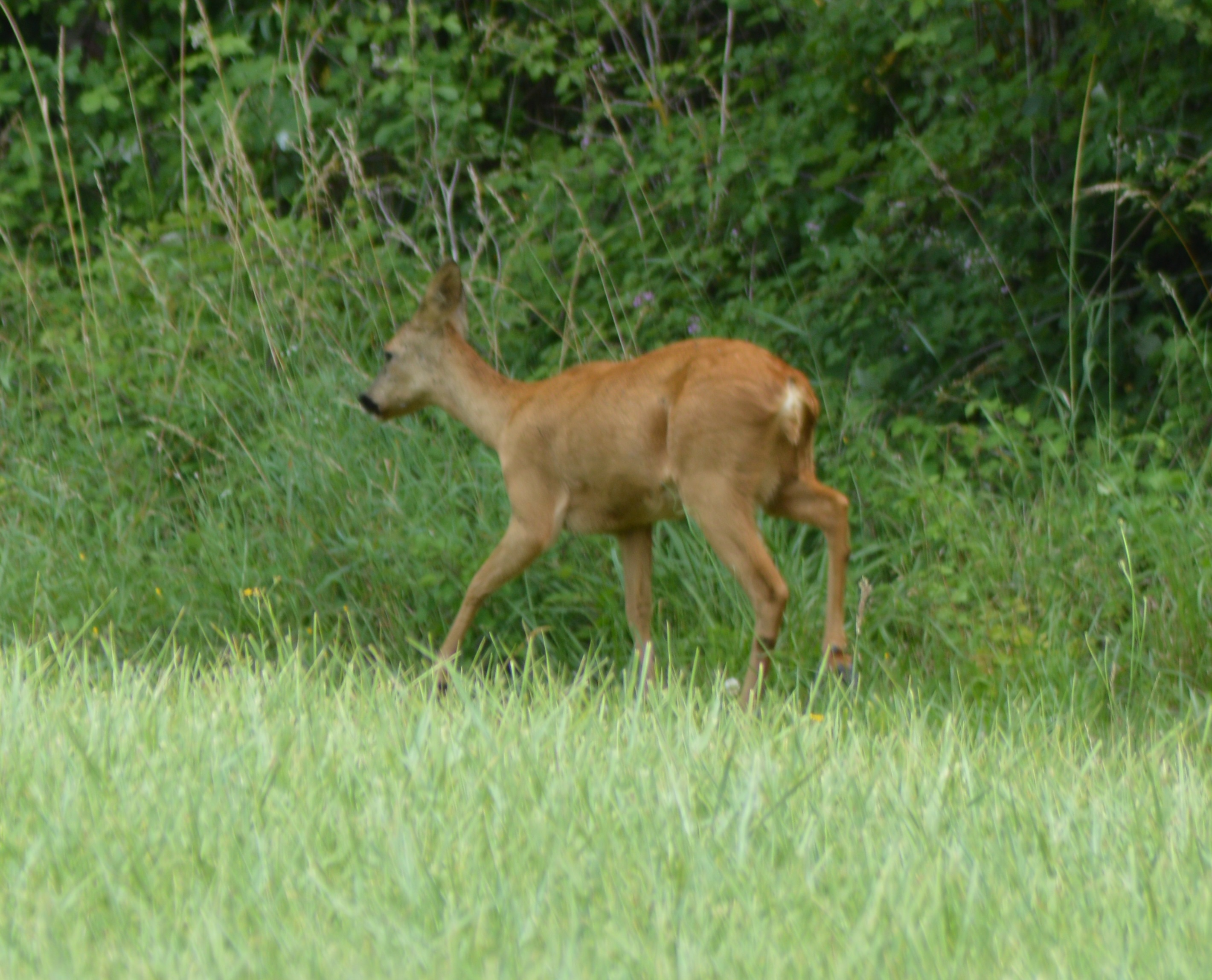 Cheuvrette chemin de la Baronerie 2.JPG