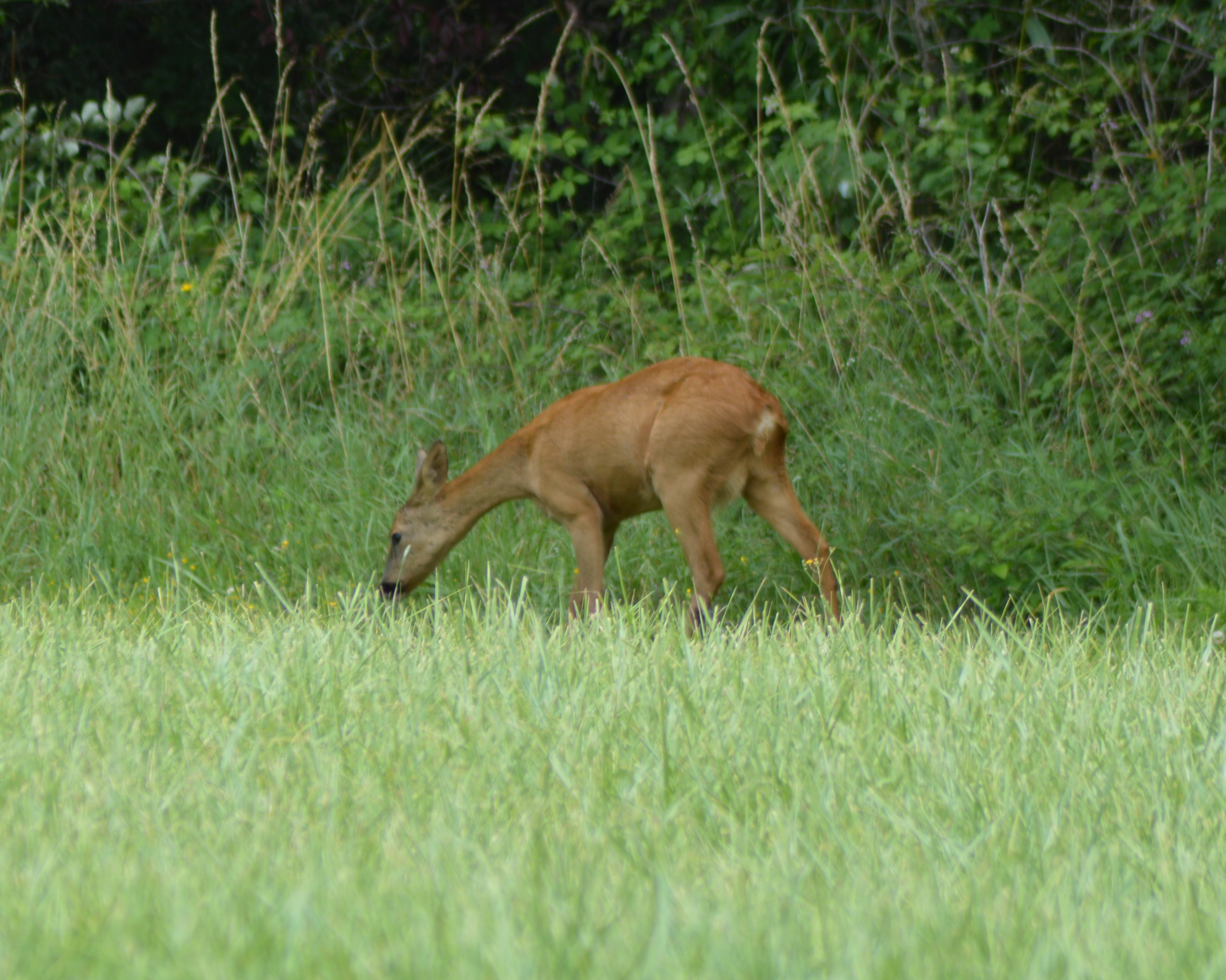Cheuvrette chemin de la Baronerie 3.JPG