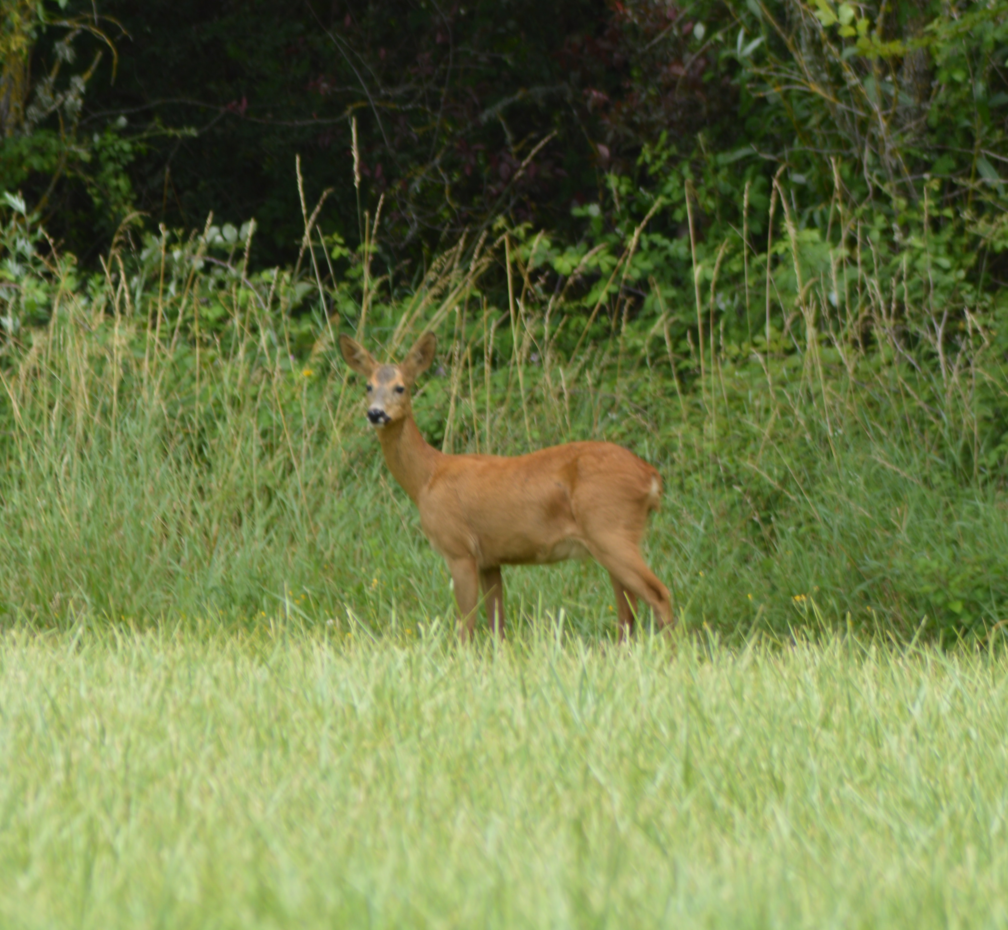 Cheuvrette chemin de la Baronerie 5.JPG
