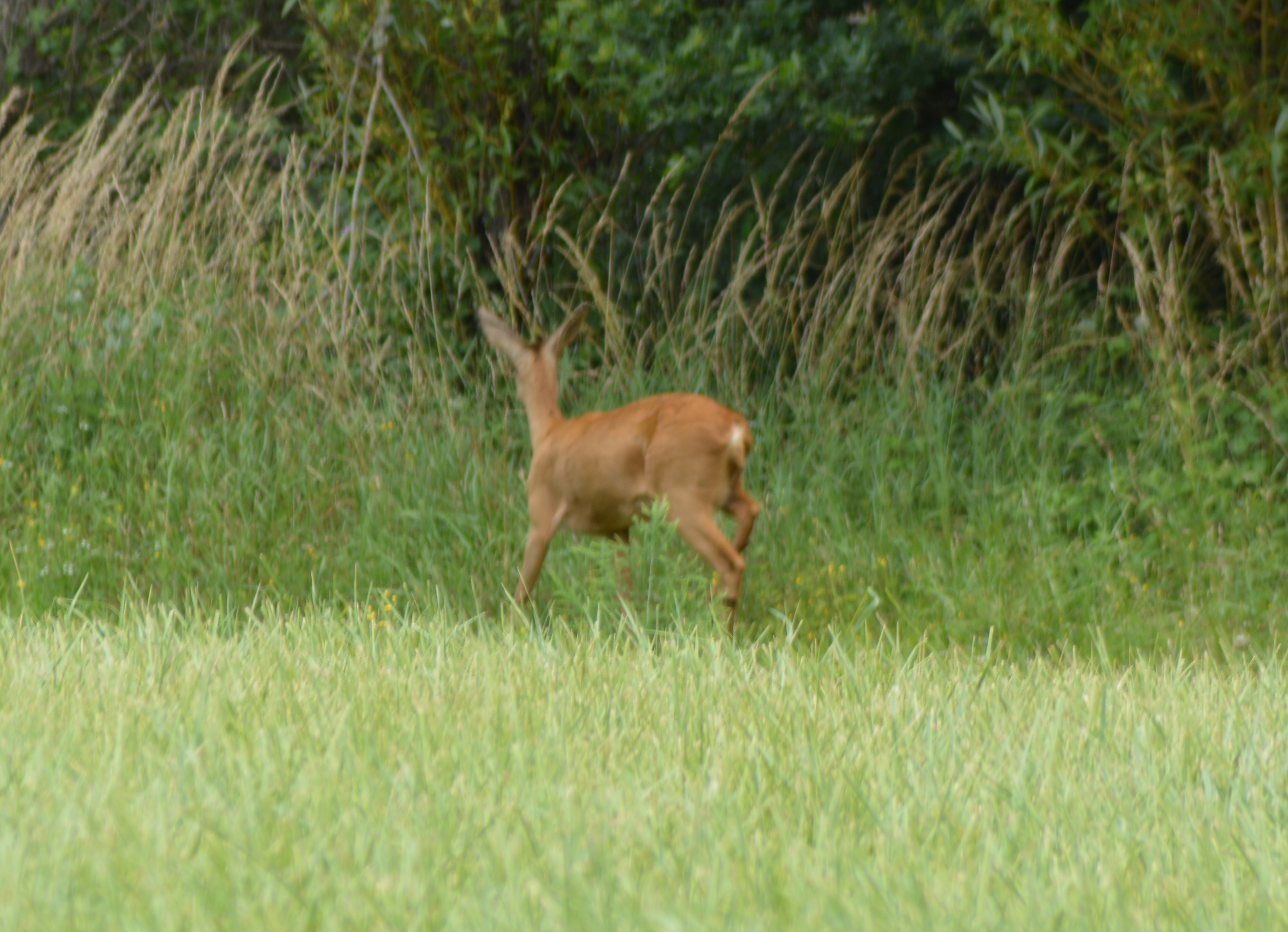 Cheuvrette chemin de la Baronerie 6.JPG