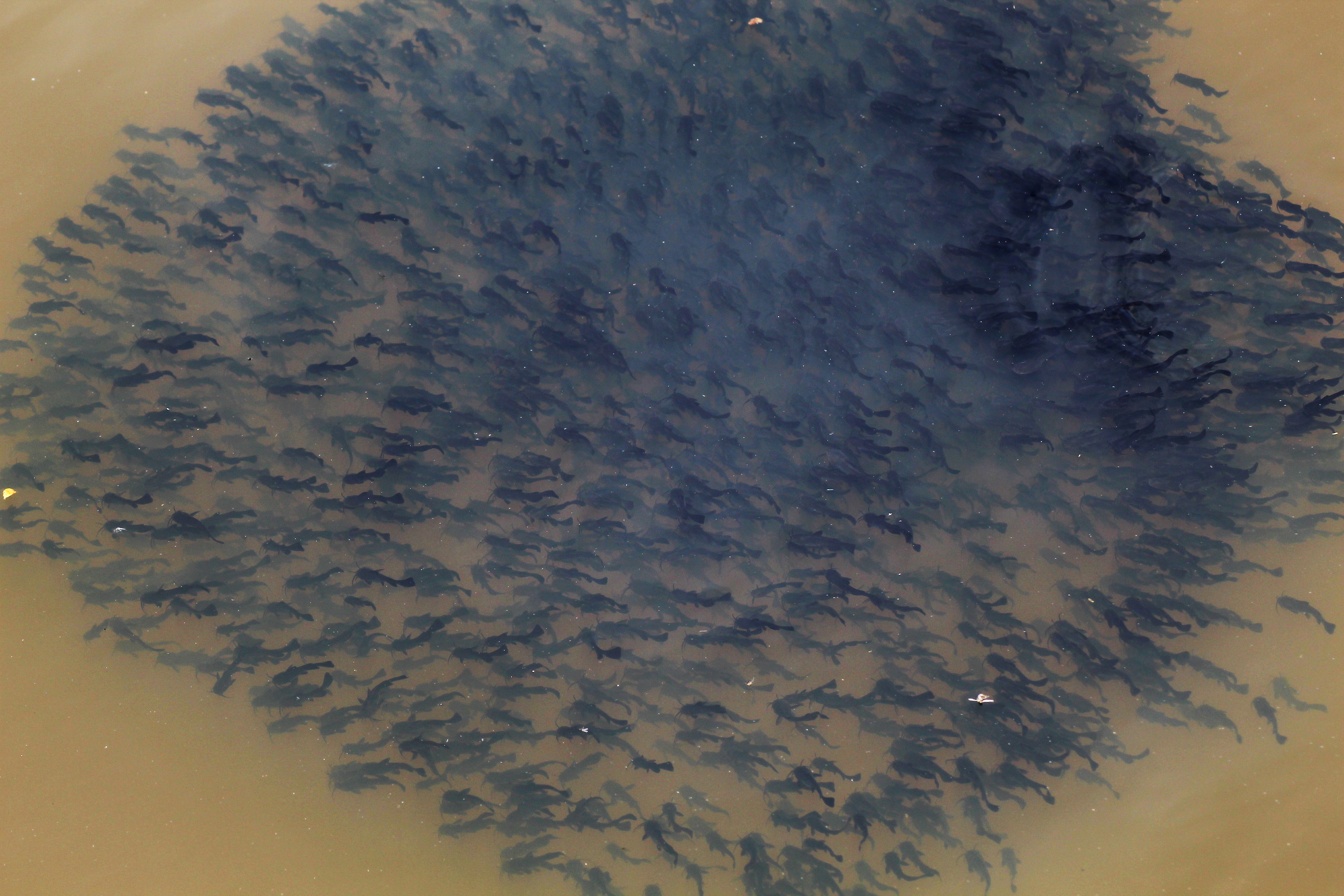 poissons chat alevins 03(2).JPG