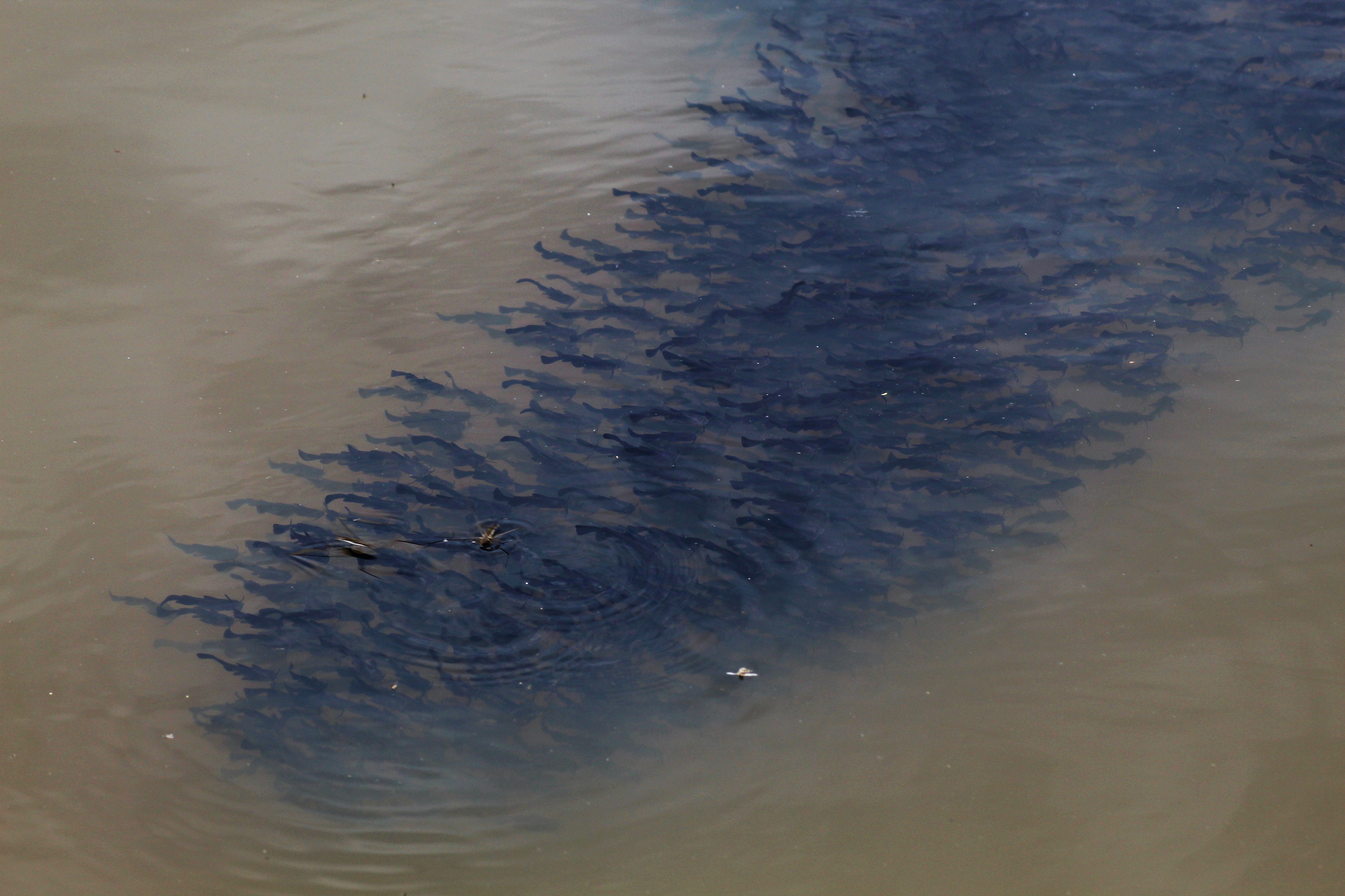 poissons chat alevins 03-1(2).JPG