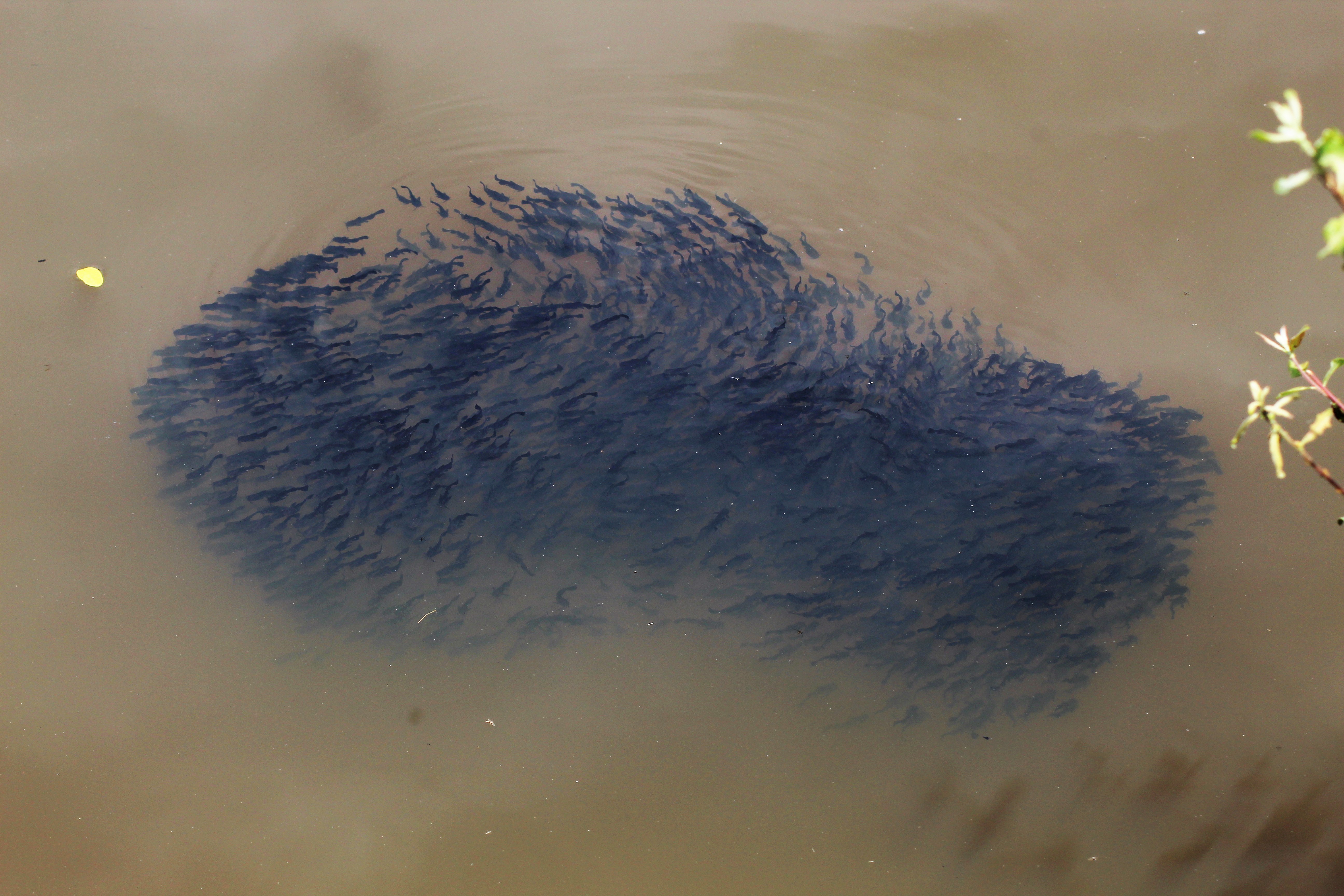 poissons chats alevins 03-2(2).JPG