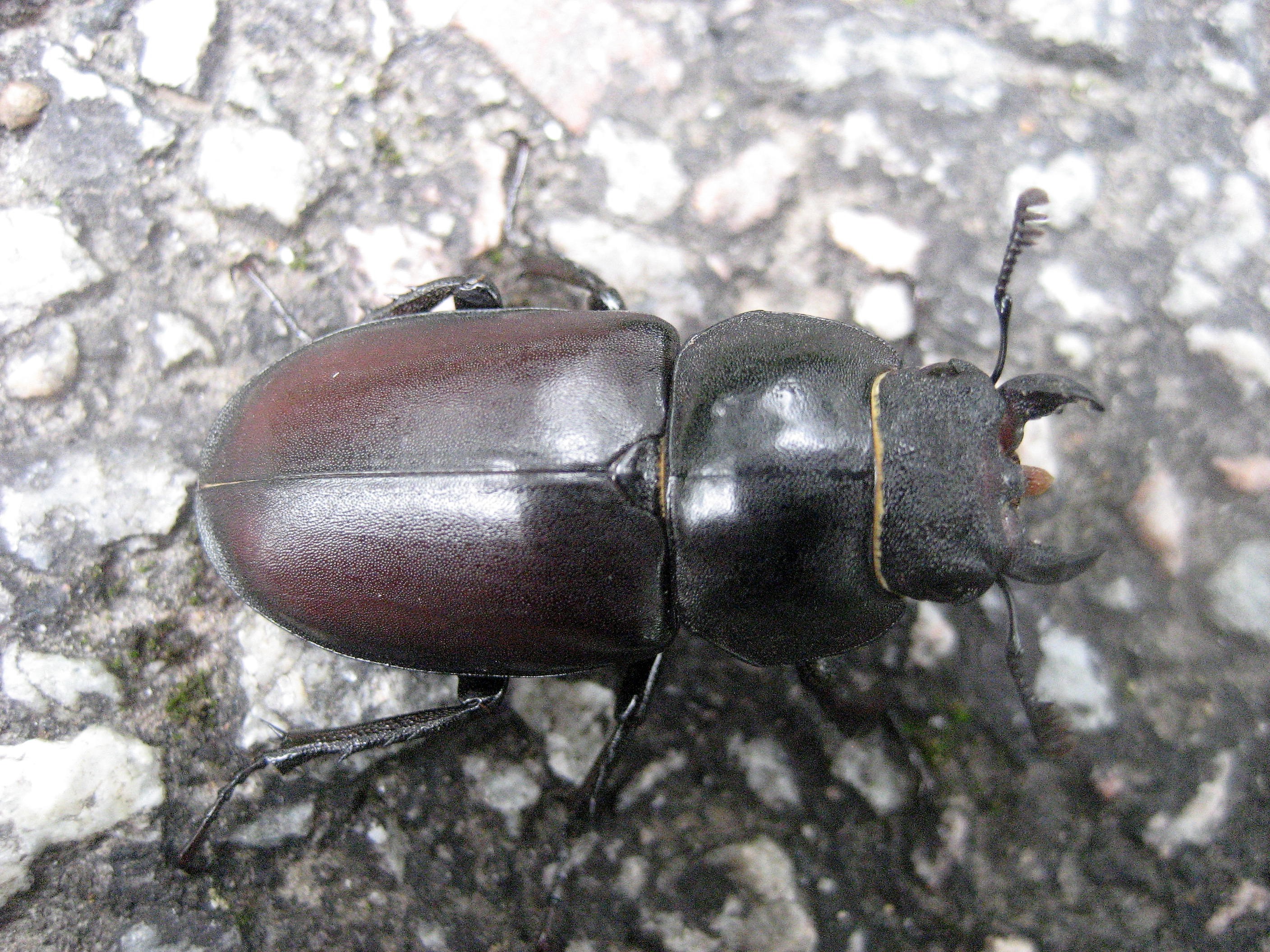 lucane cerf volant femelle 03(2).JPG