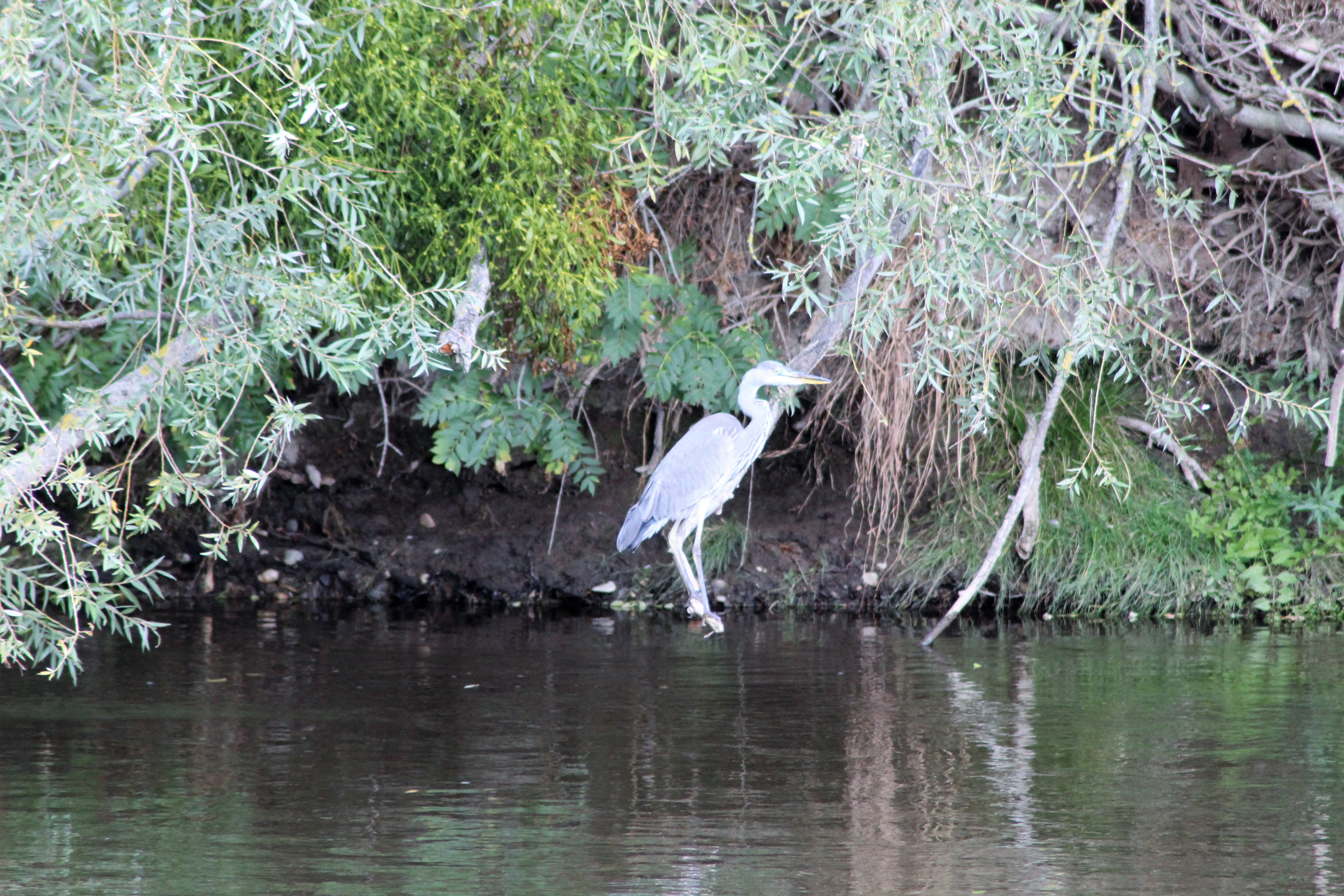 Héron cendré(Ardea cinerea)sur la Sioule a St Pourçain 03(2).JPG