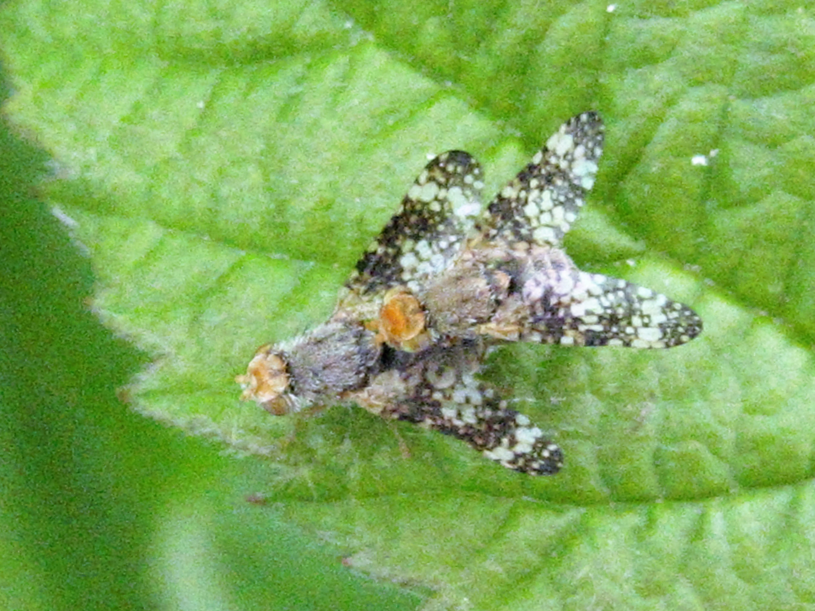 Oxyne des achillées(oxyna sp).JPG