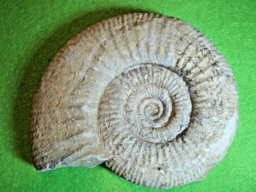 ammonite.jpg