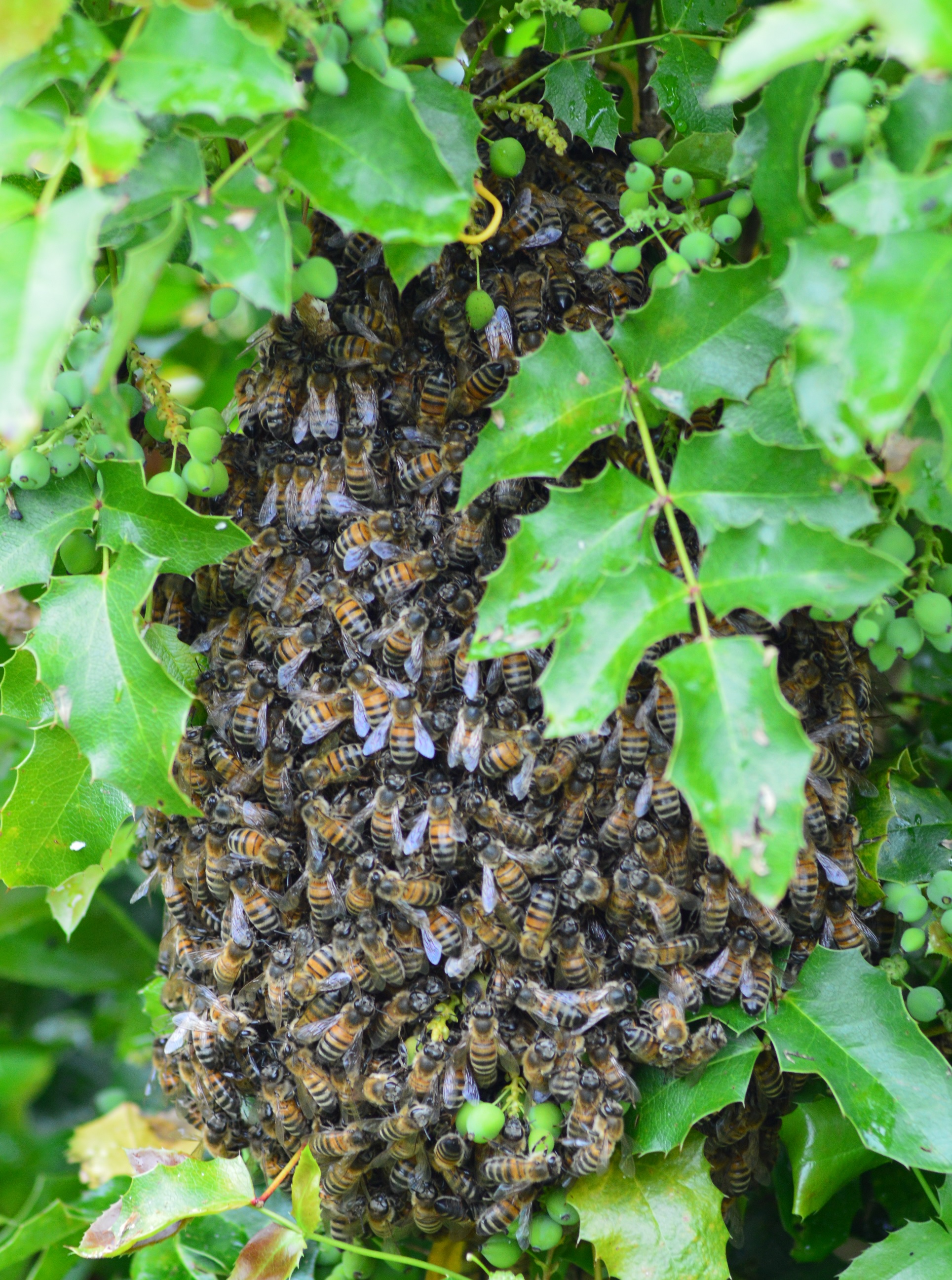 Abeilles 3.jpg