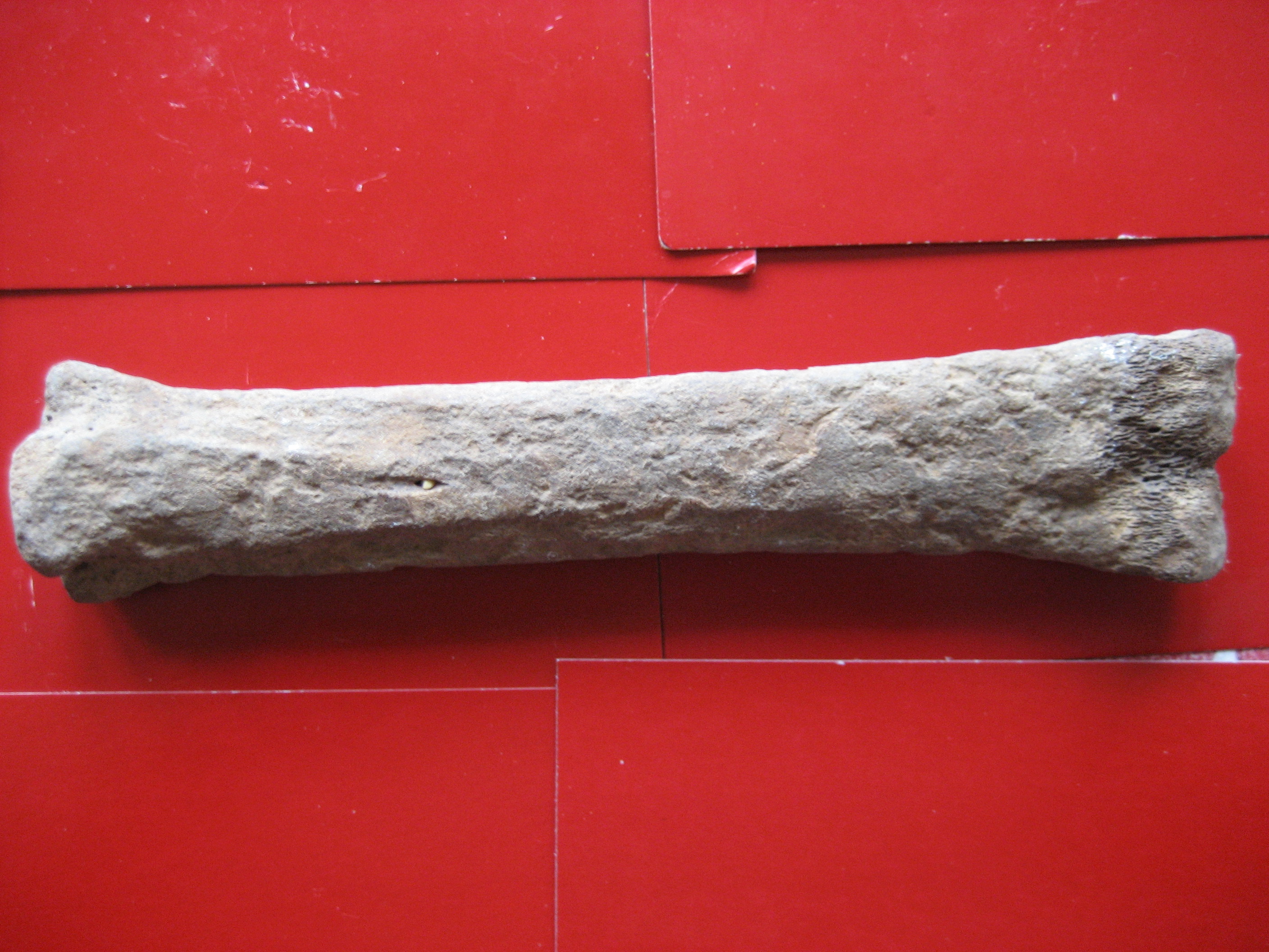 (1)Os fossile(Equus caballus)Cheval-métatarse Pléistocene-Quaternaire Ivry la  bataille(27) Eure 2.5MA a -10.000 ans.JPG