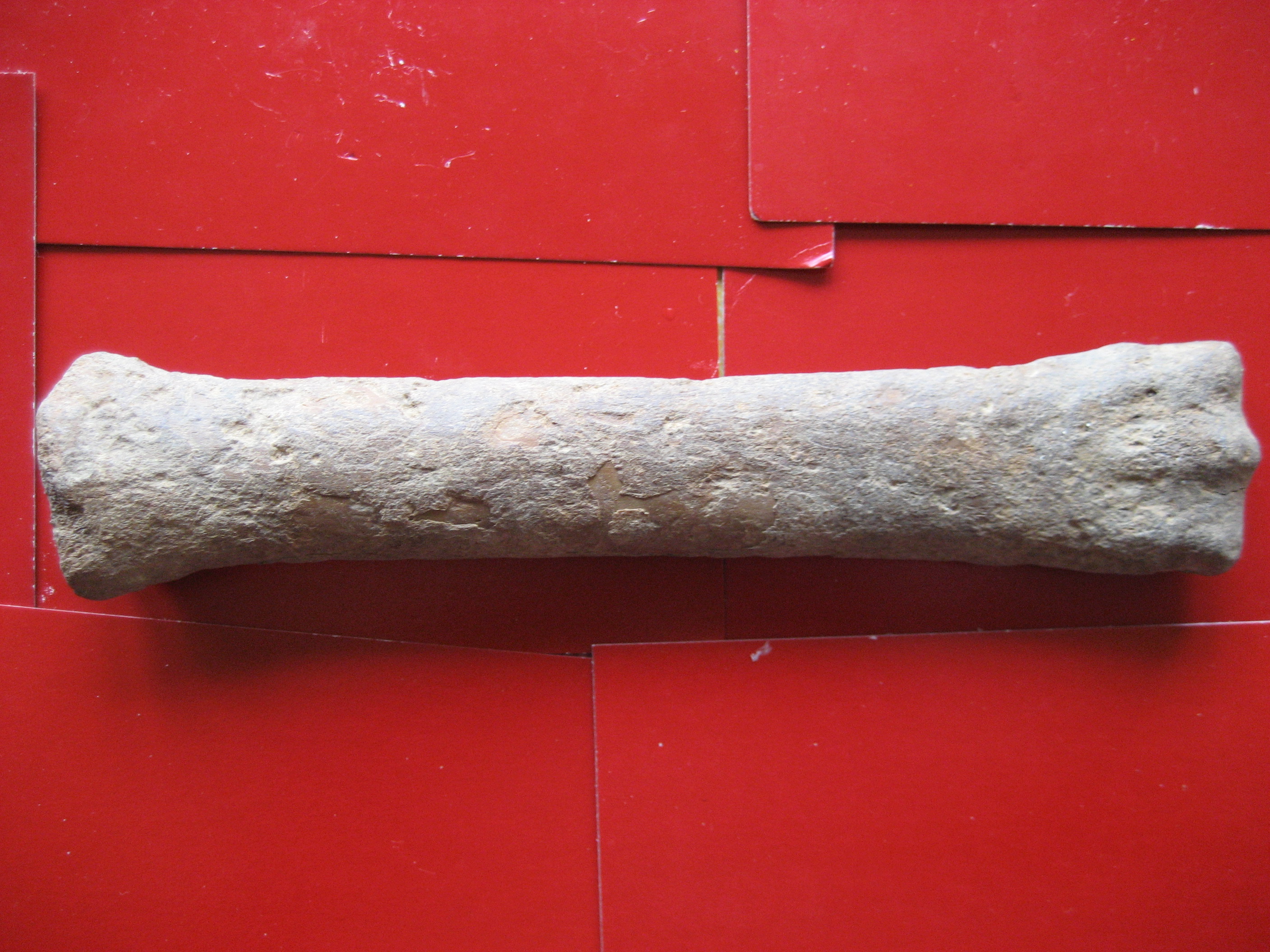 (1)os fossile(equus caballus)1.JPG