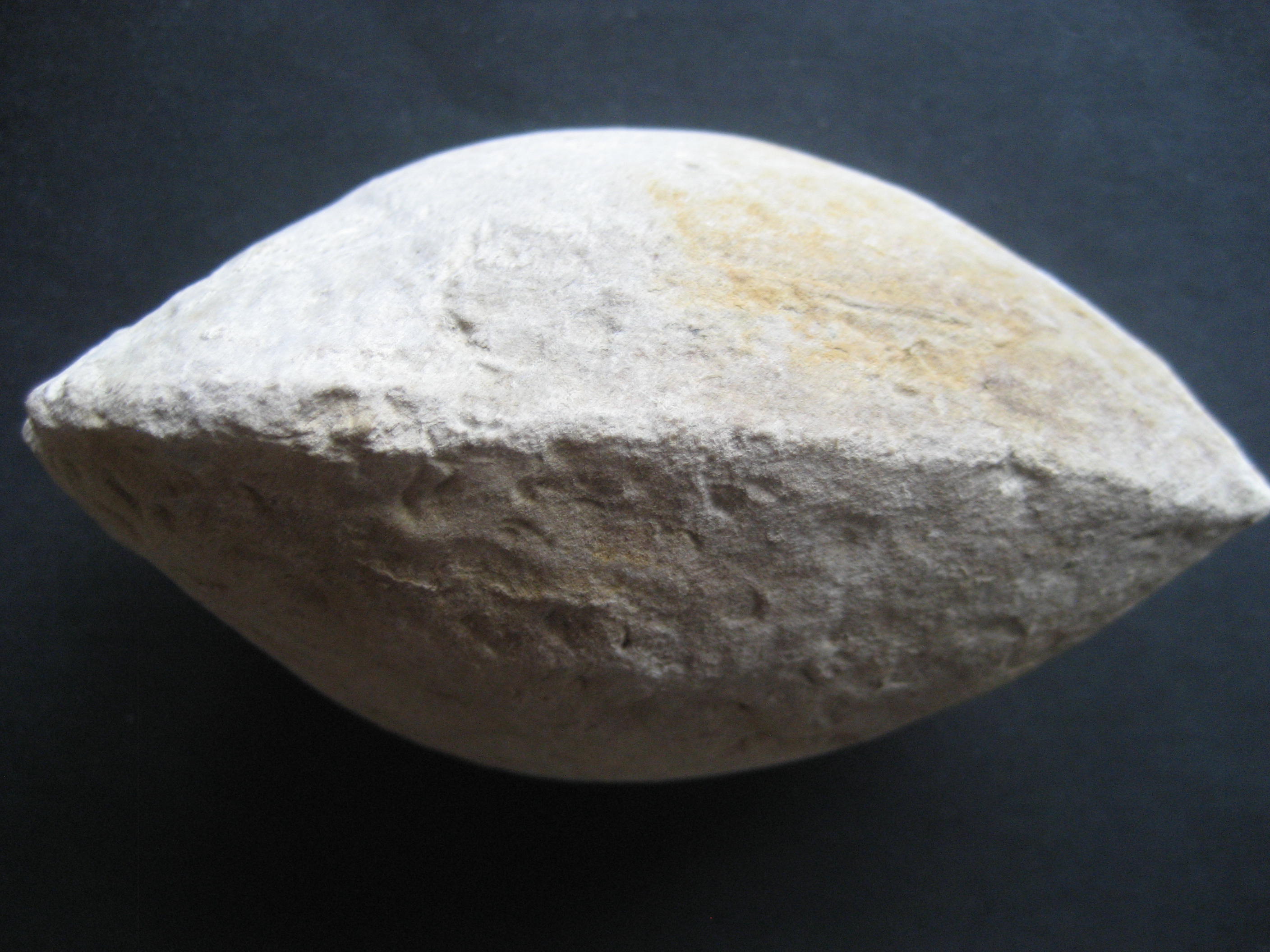 cucullaea(idonearca)tailleburgensis.JPG
