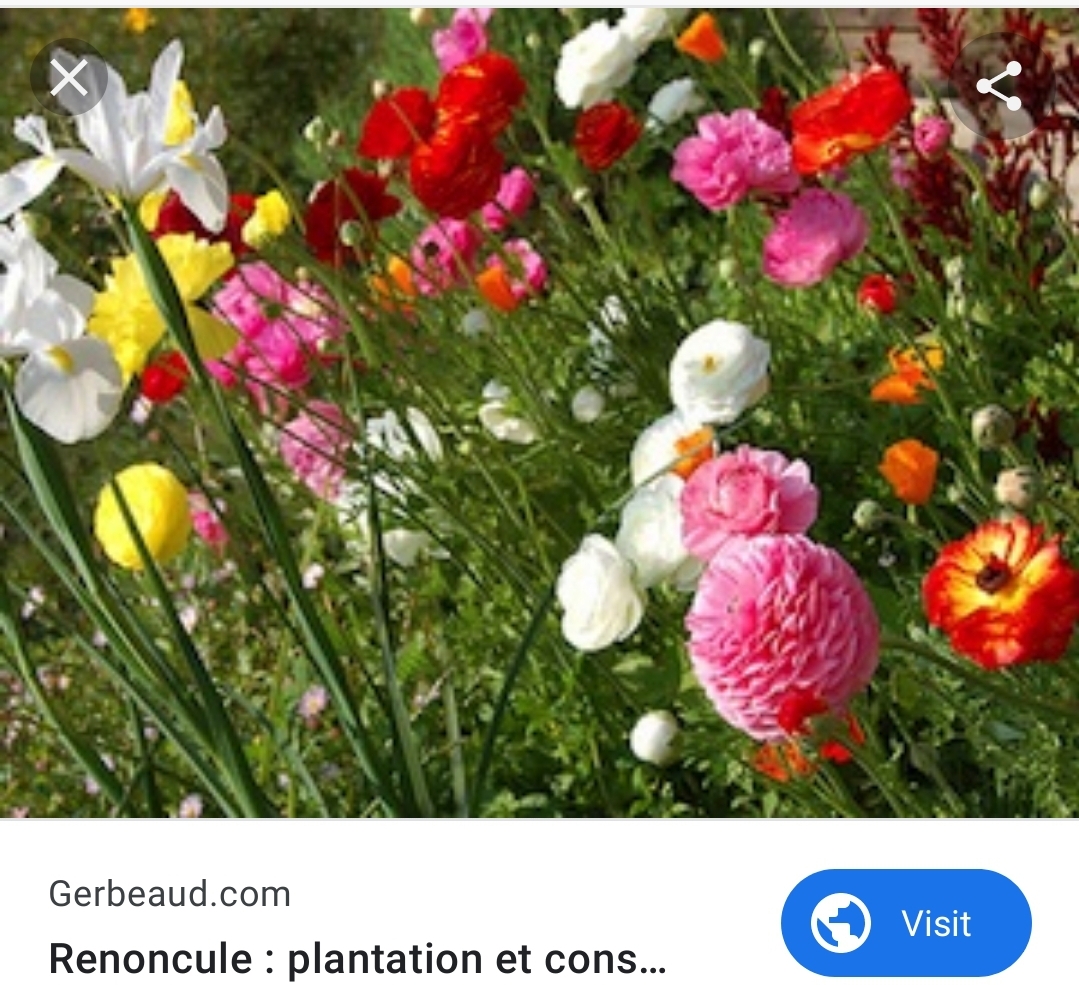 Screenshot_20200505-125122_Firefox.jpg