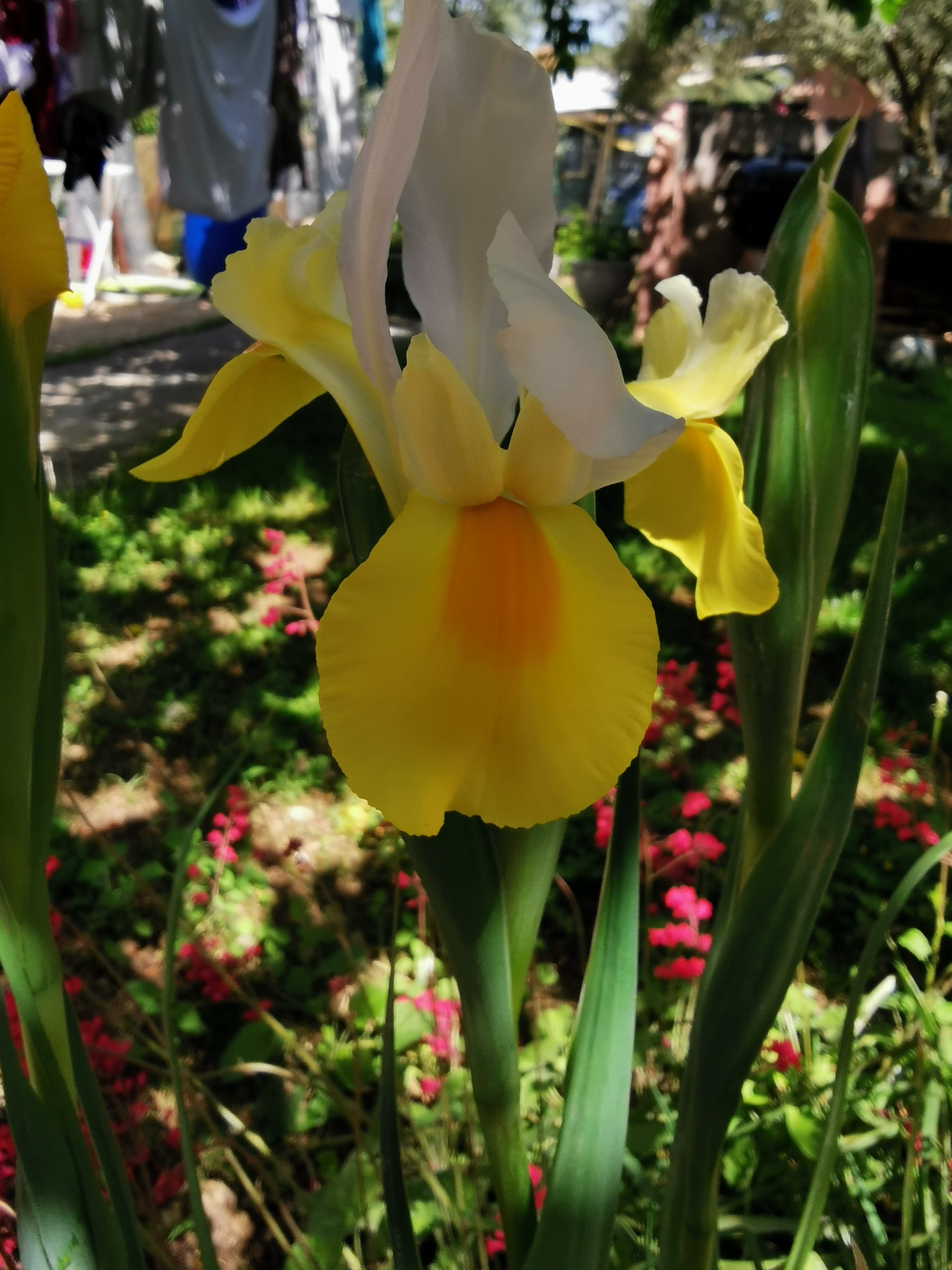 IMG_20200505_115929.jpg