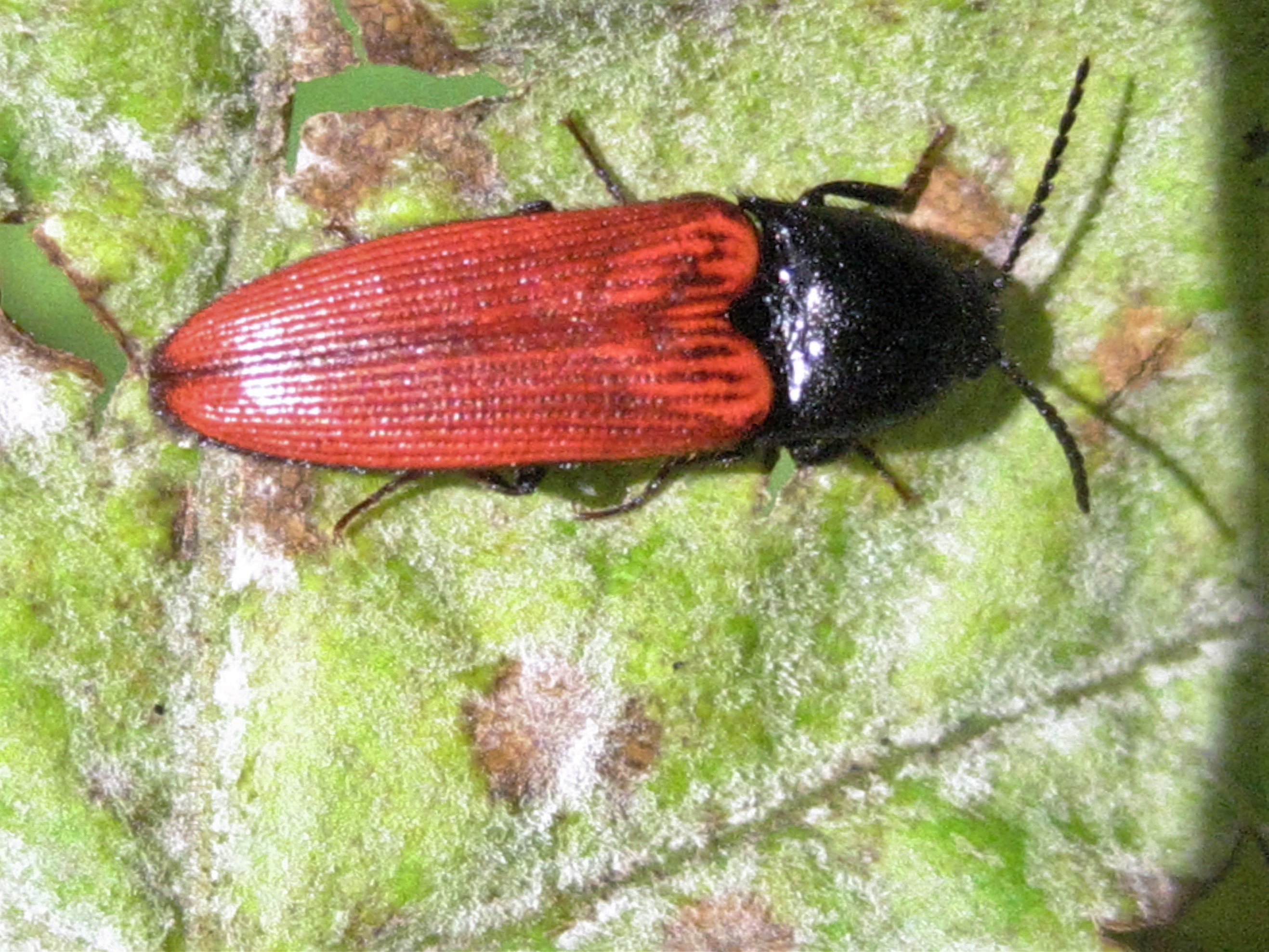 Ampedus du chene(Ampedus quercicola)Taupin.JPG