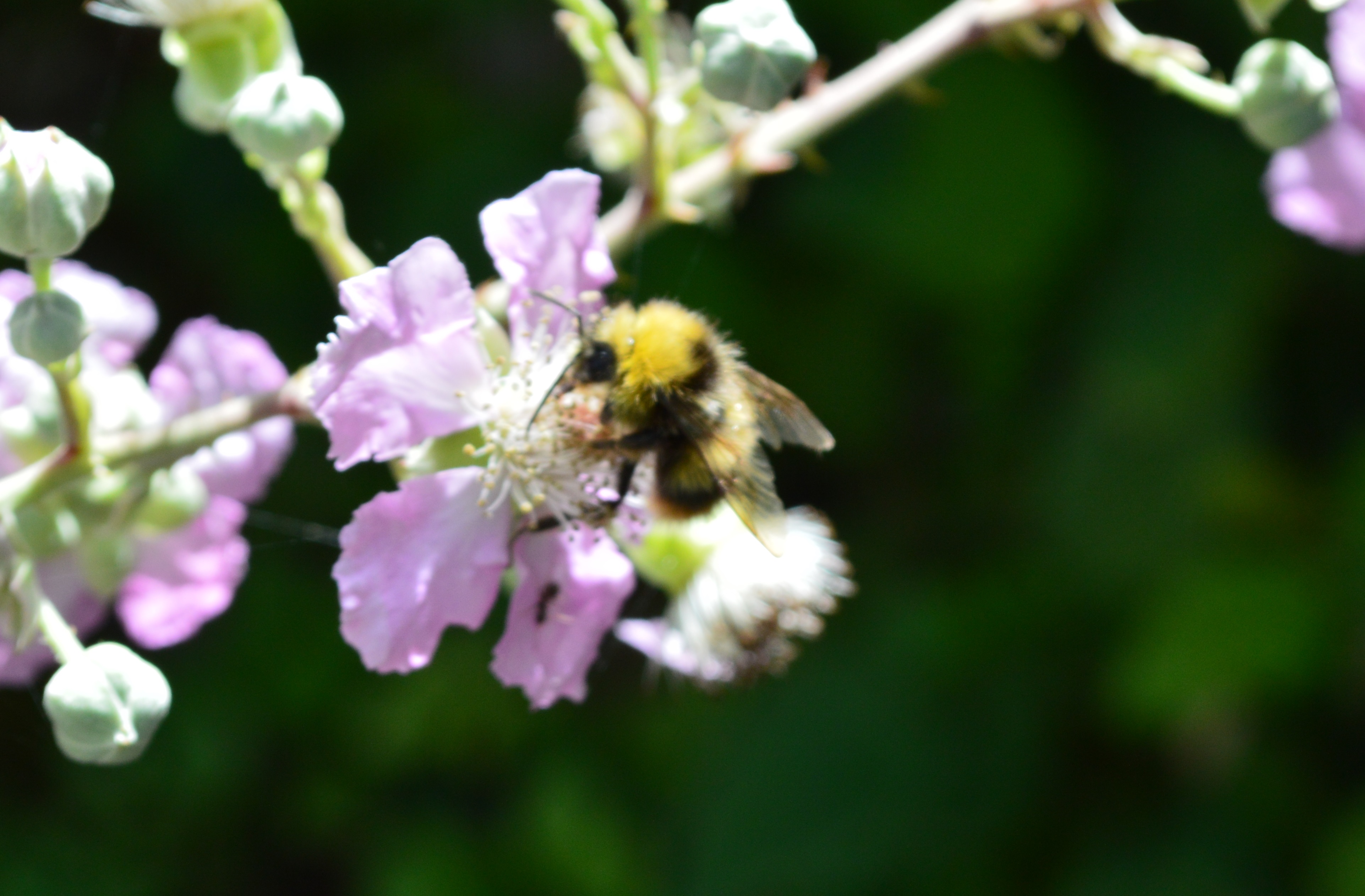 bourdon terrestre (Bombus terrestris) butinant les fleurs de ronces.JPG