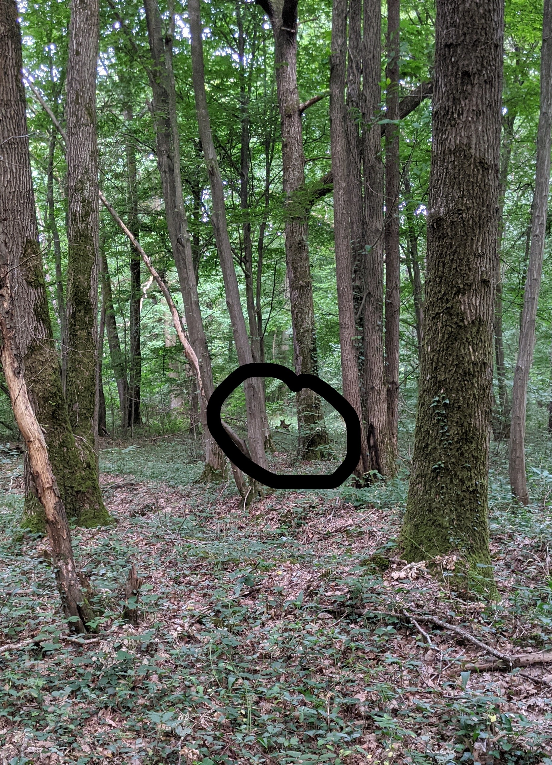 LOUP.jpg