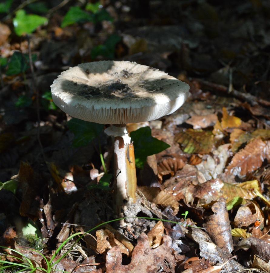 Macrolépiota.jpg