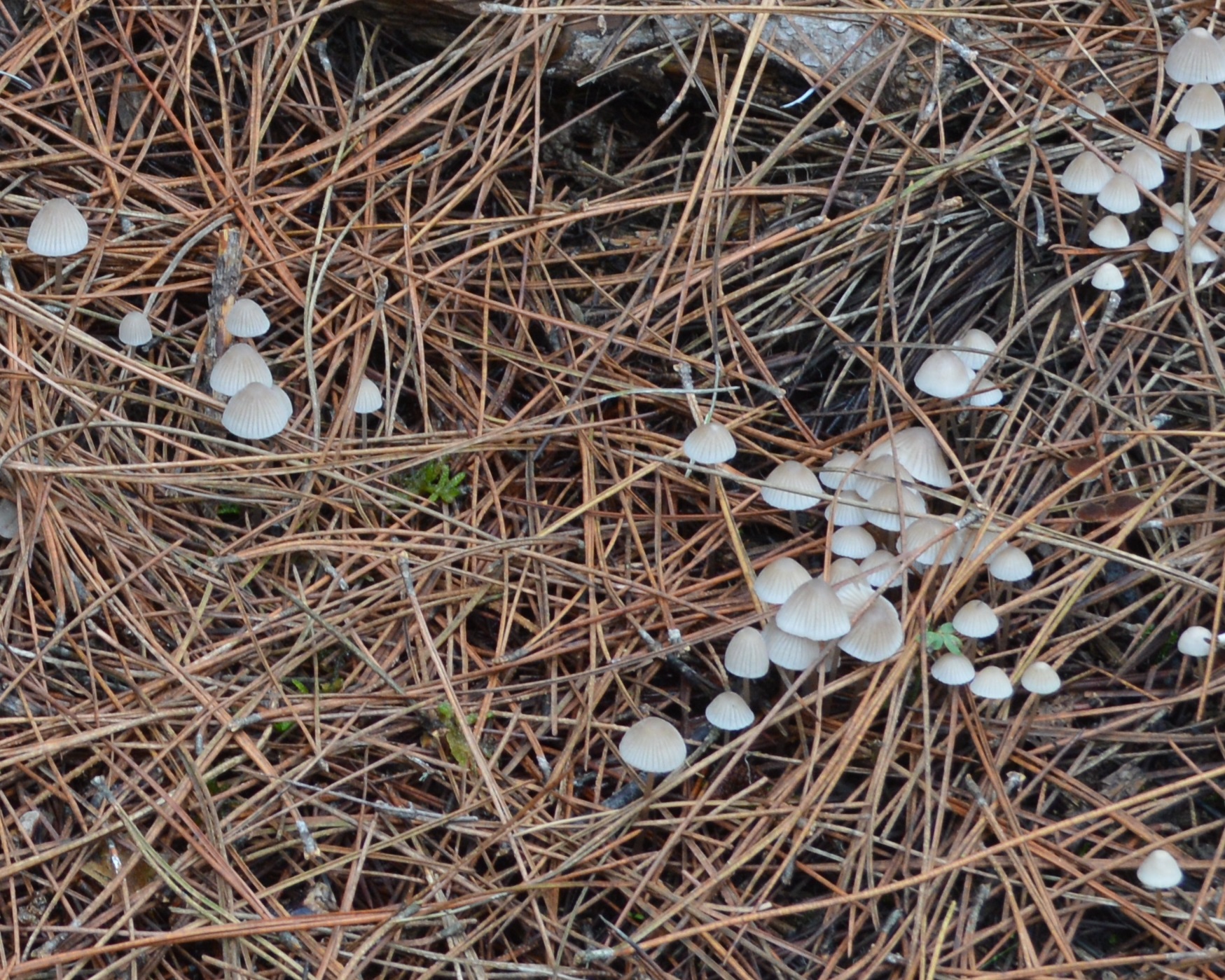 Coprin disséminé (Coprinus disseminatus).JPG