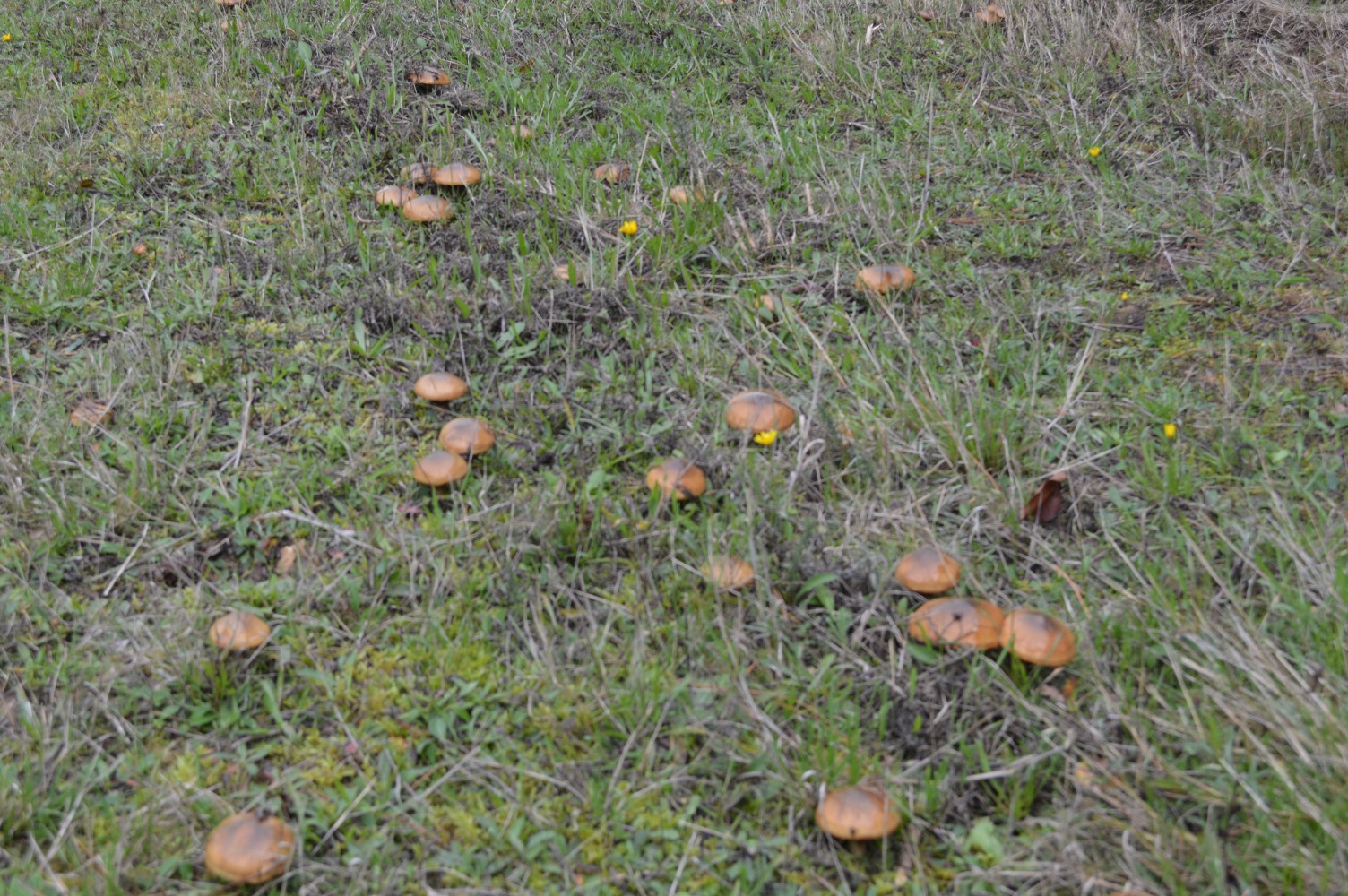 Colonie de nonnettes voilée (suillus luteus).jpg