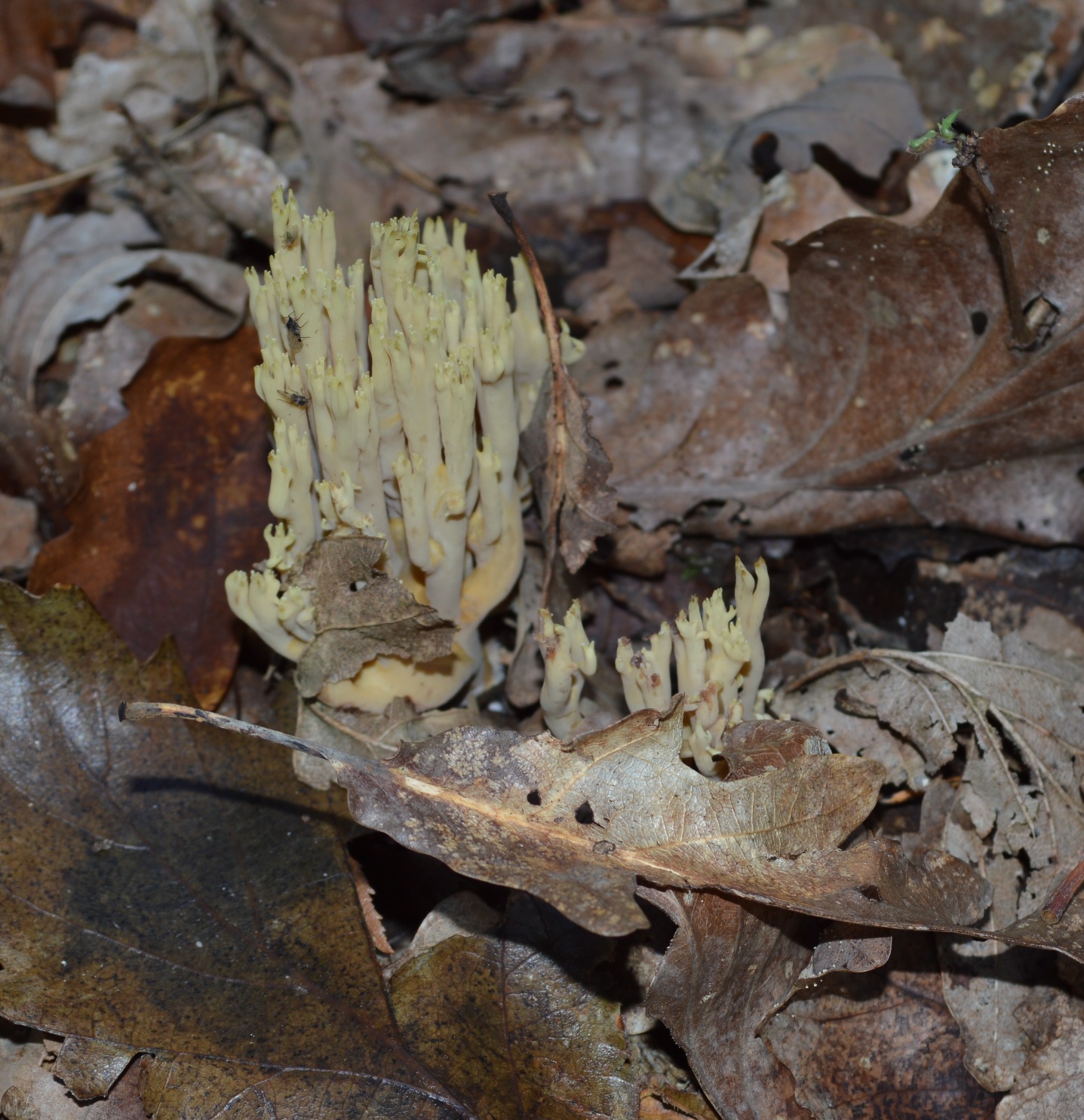 Clavaire dorée Ramaria aurea.JPG
