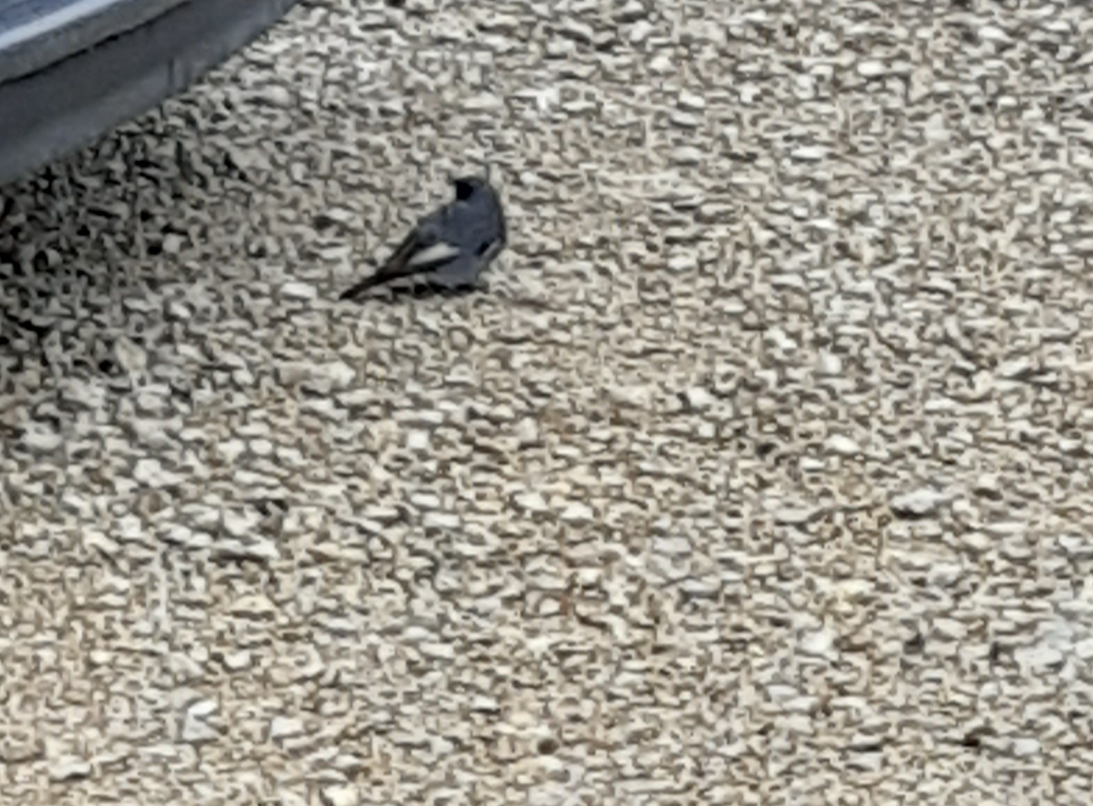 20201103_122701.jpg